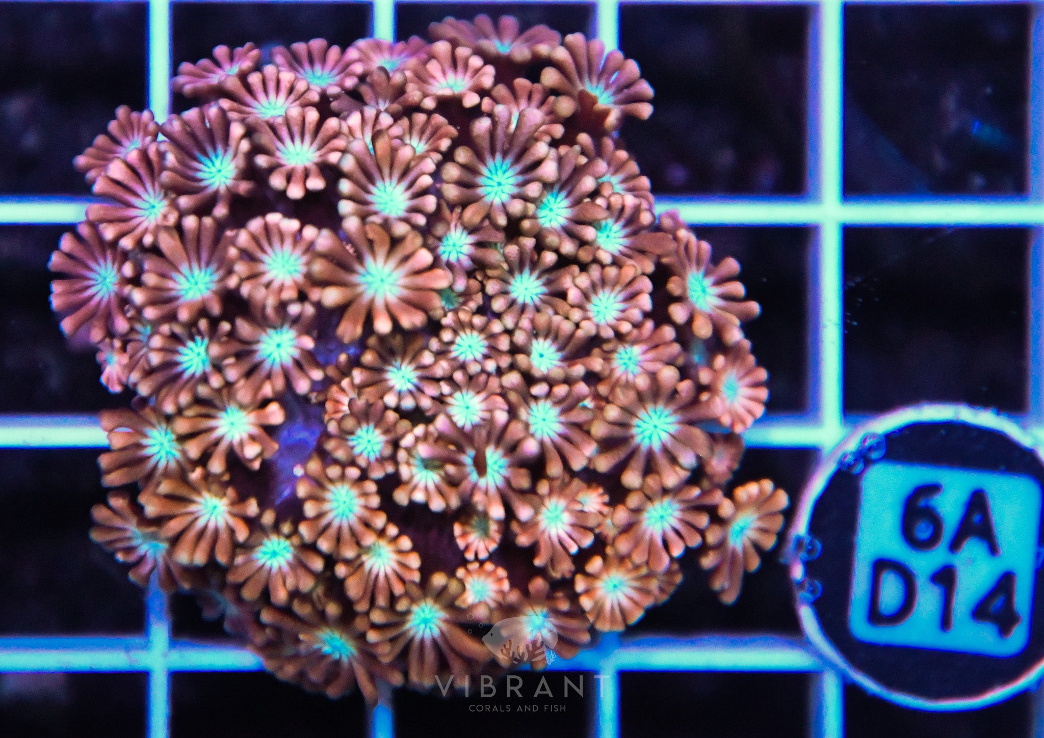 Alveopora AUS
