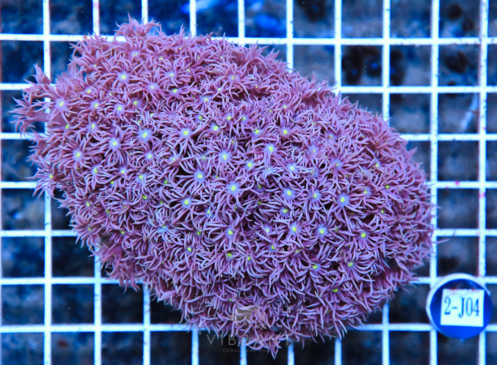 Goniopora AUS