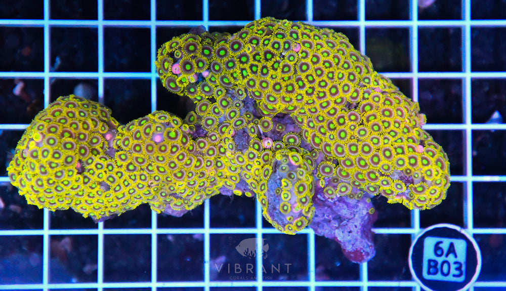Zoa Ultra SOL