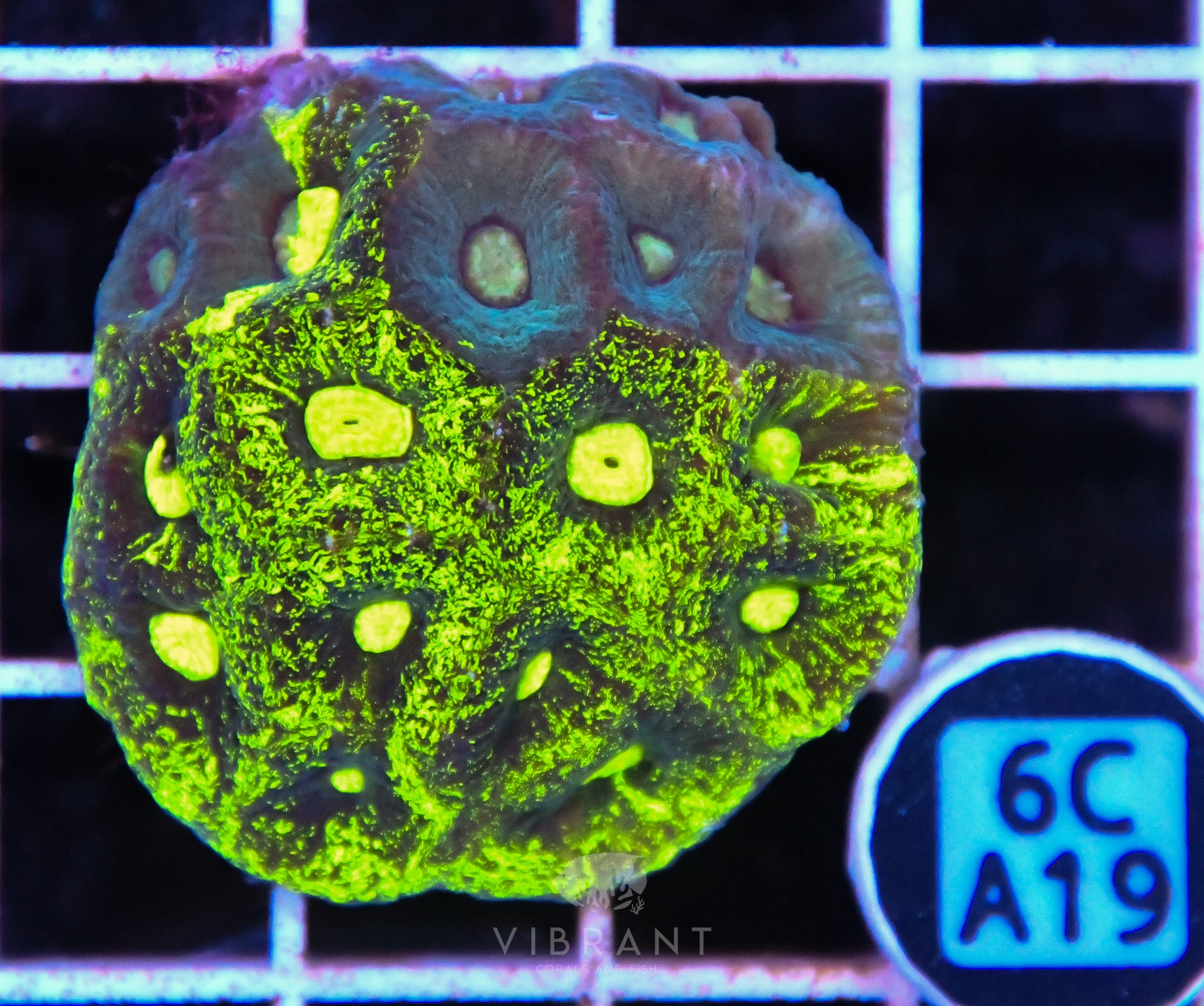 Goniastrea AUS