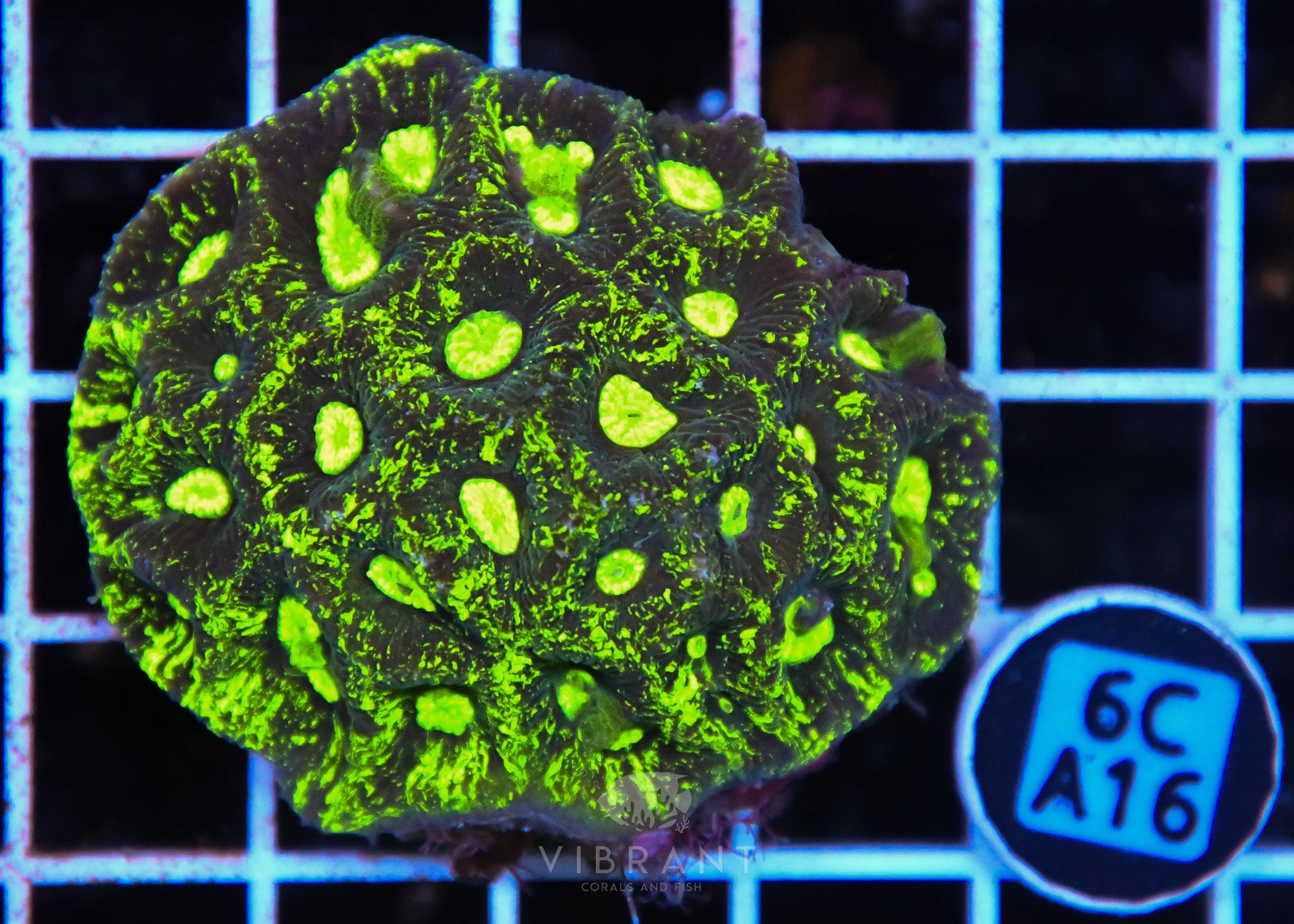 Goniastrea AUS