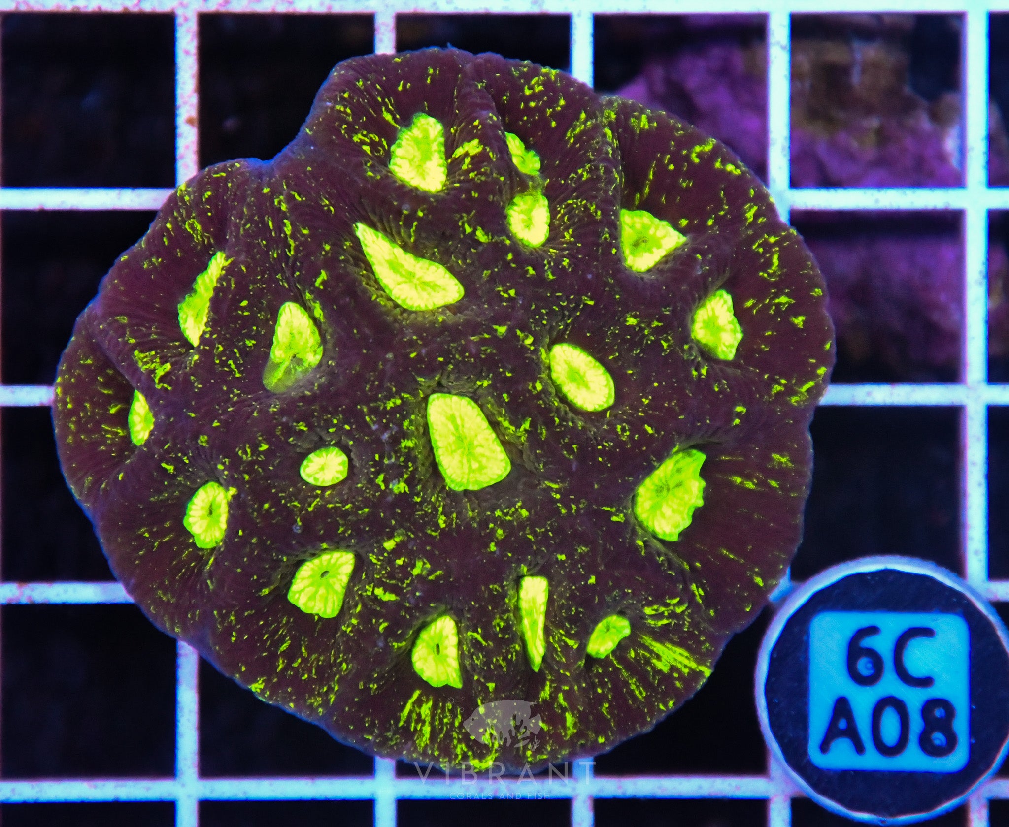 Goniastrea AUS