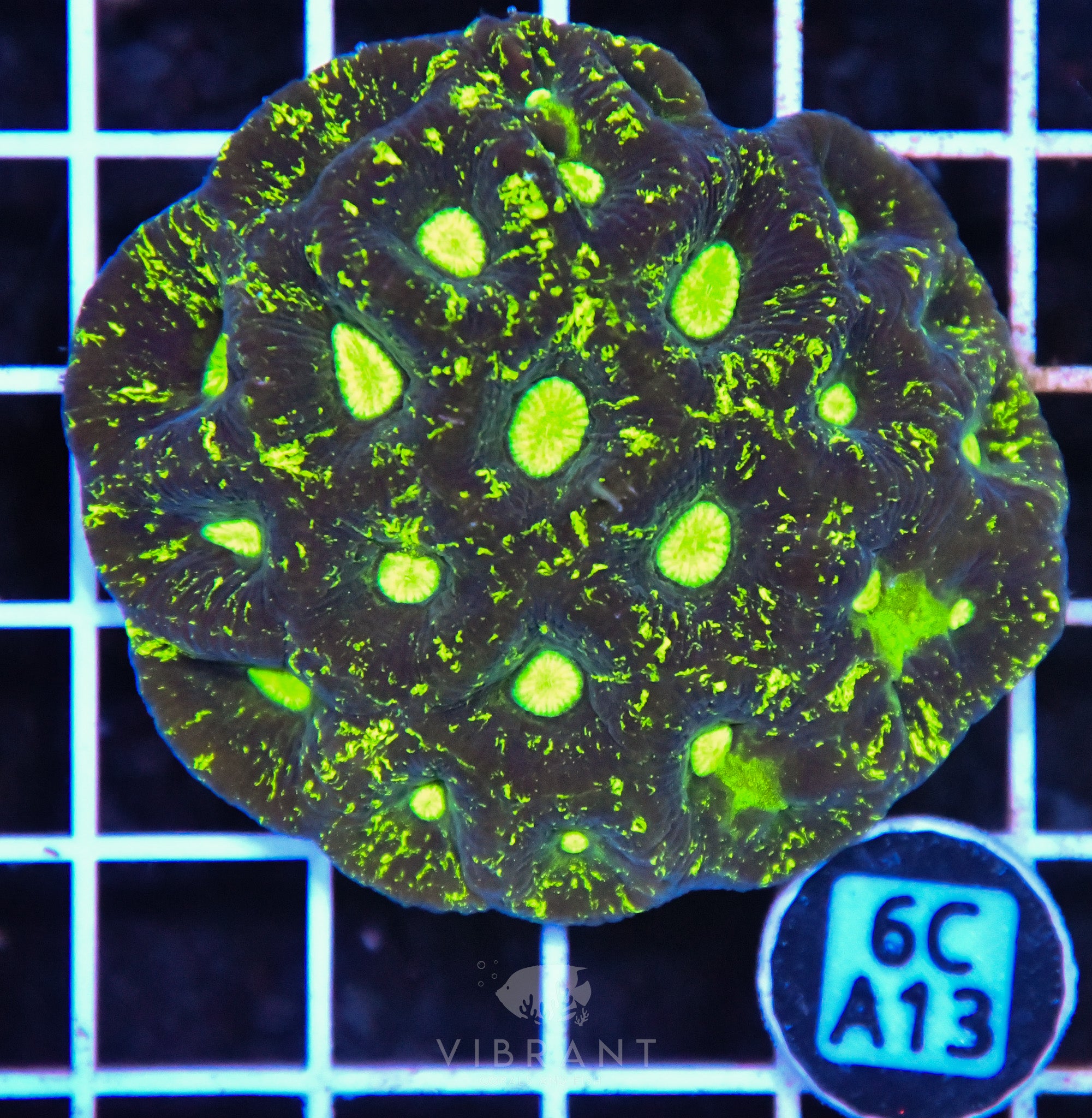 Goniastrea AUS