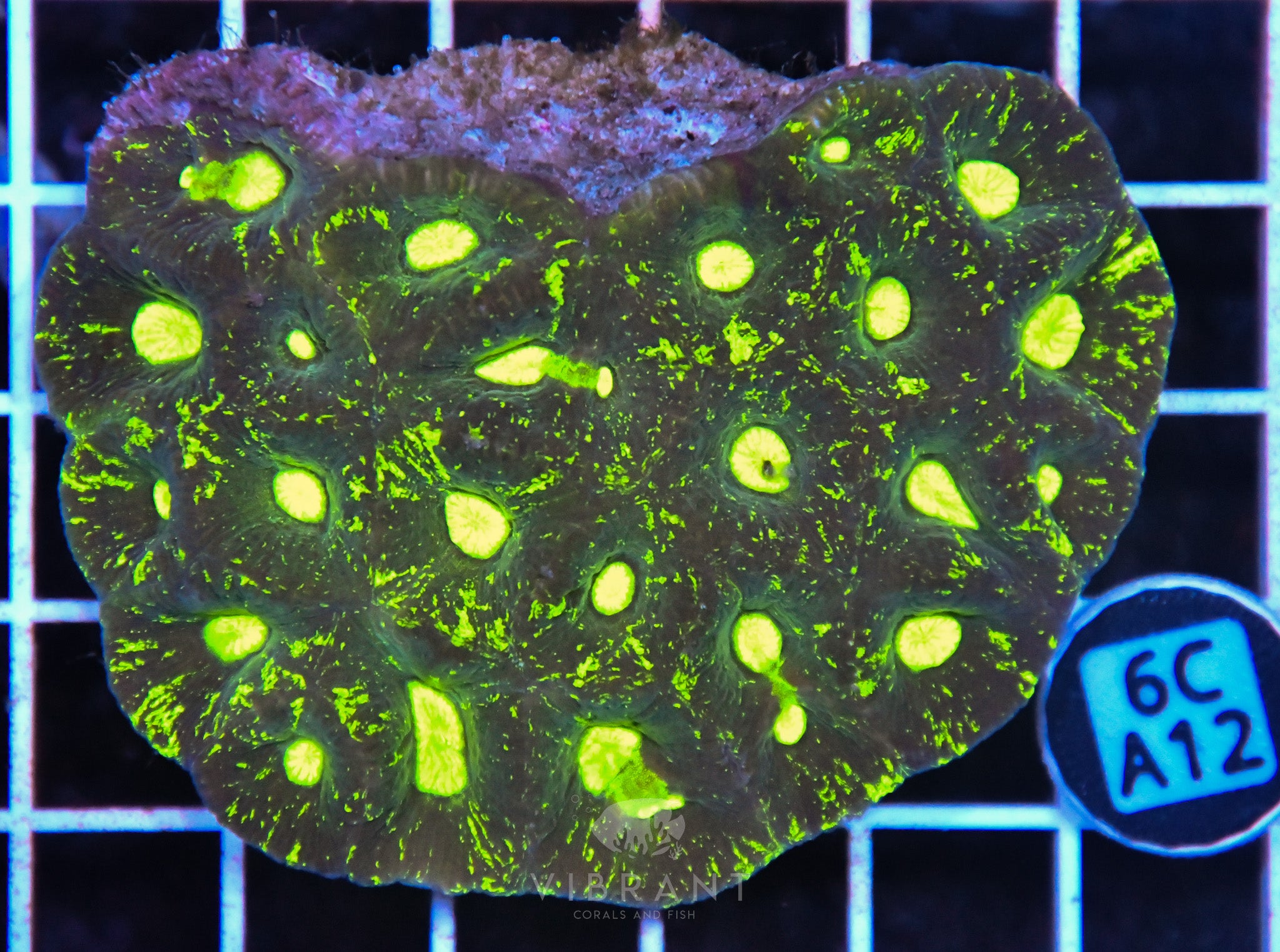 Goniastrea AUS