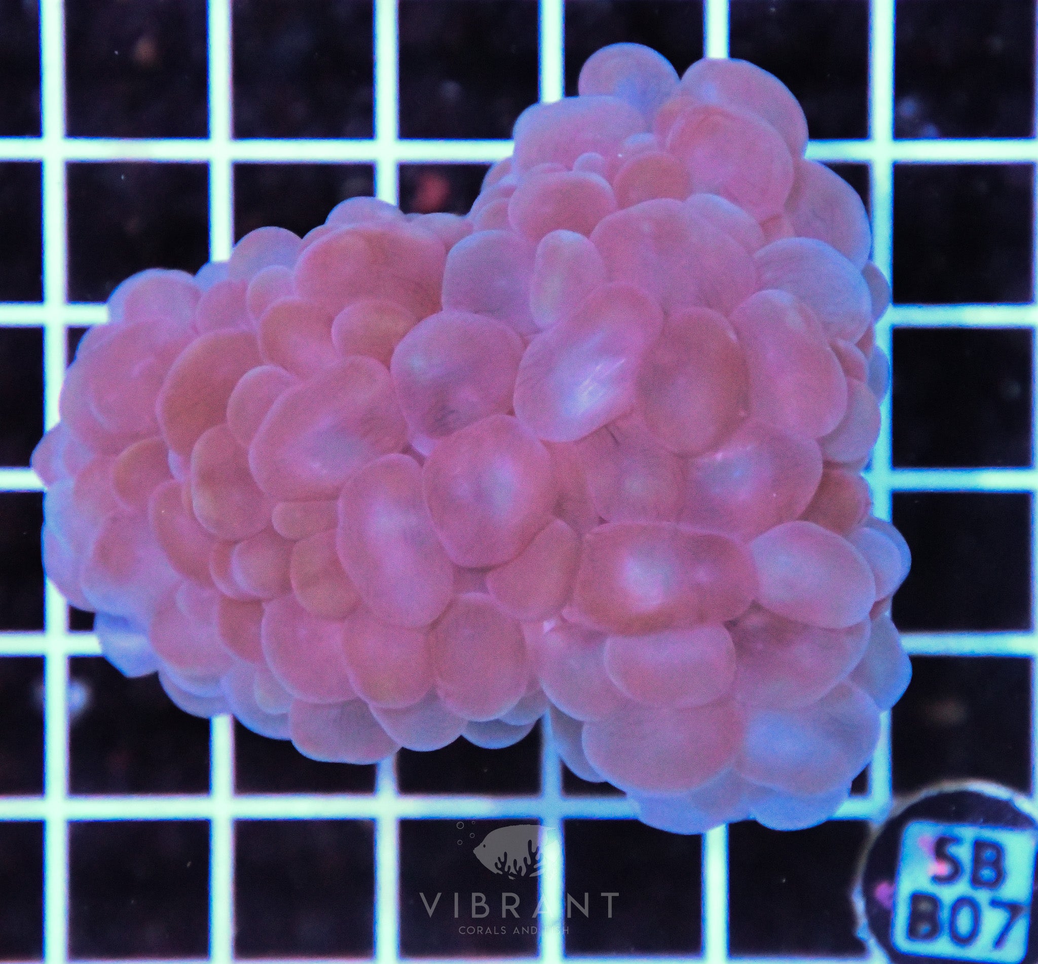Bubble Coral AUS