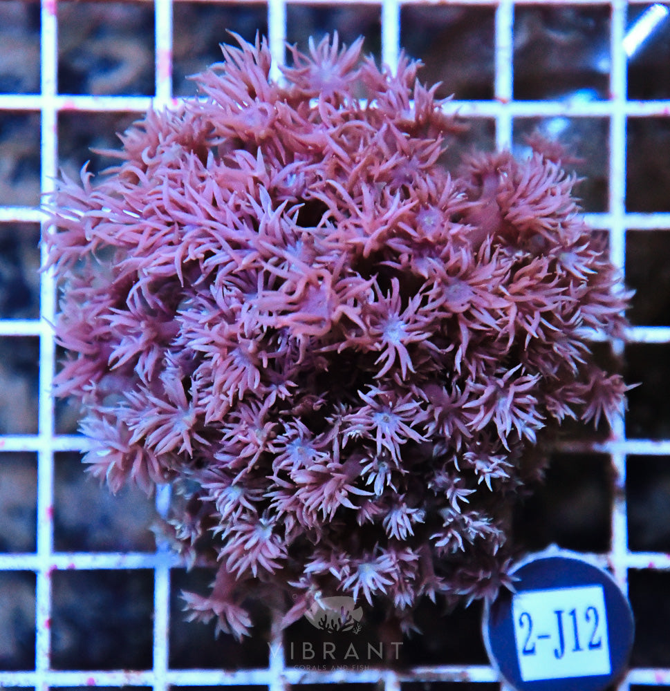 Goniopora AUS