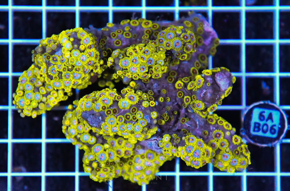 Zoa Ultra SOL