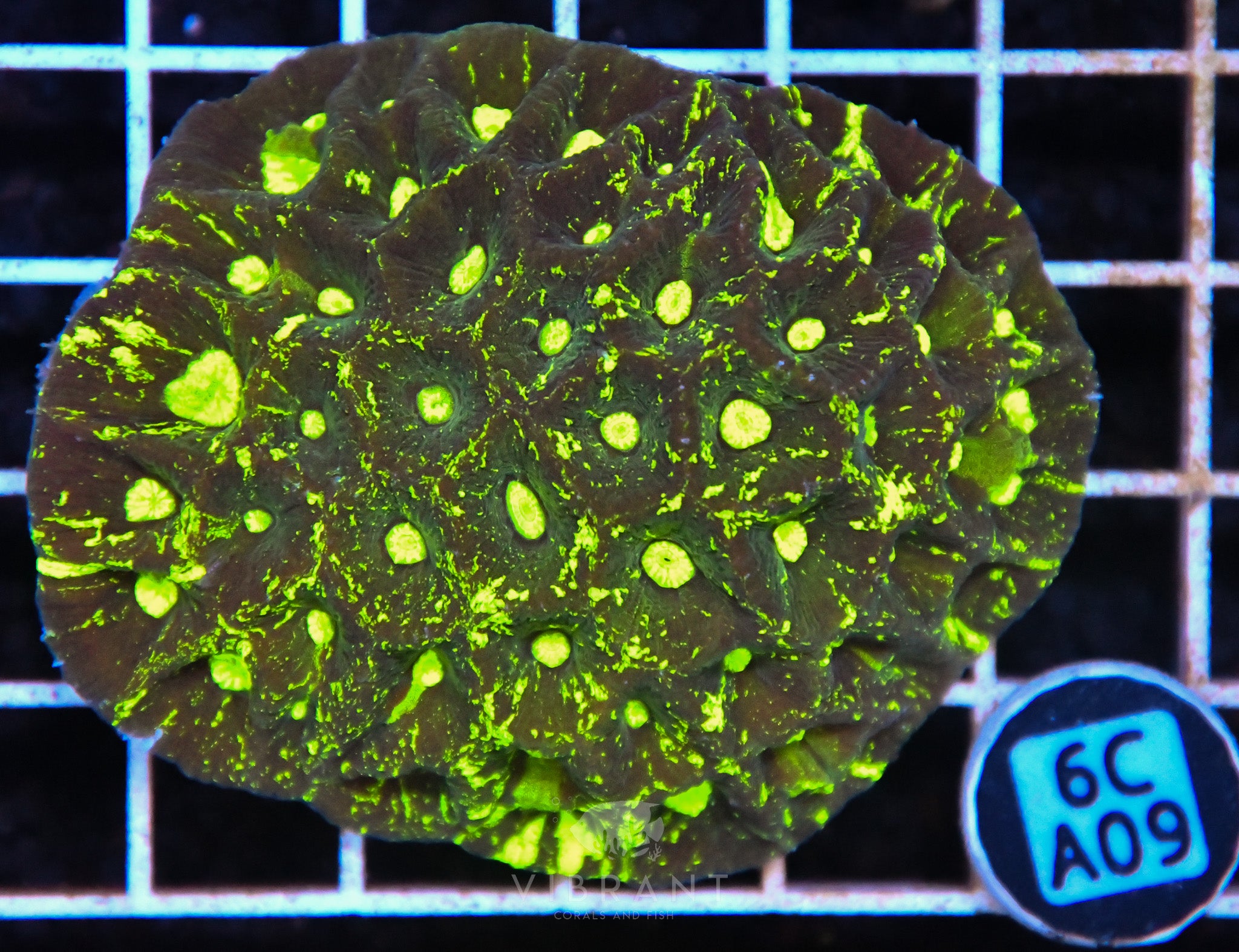 Goniastrea AUS