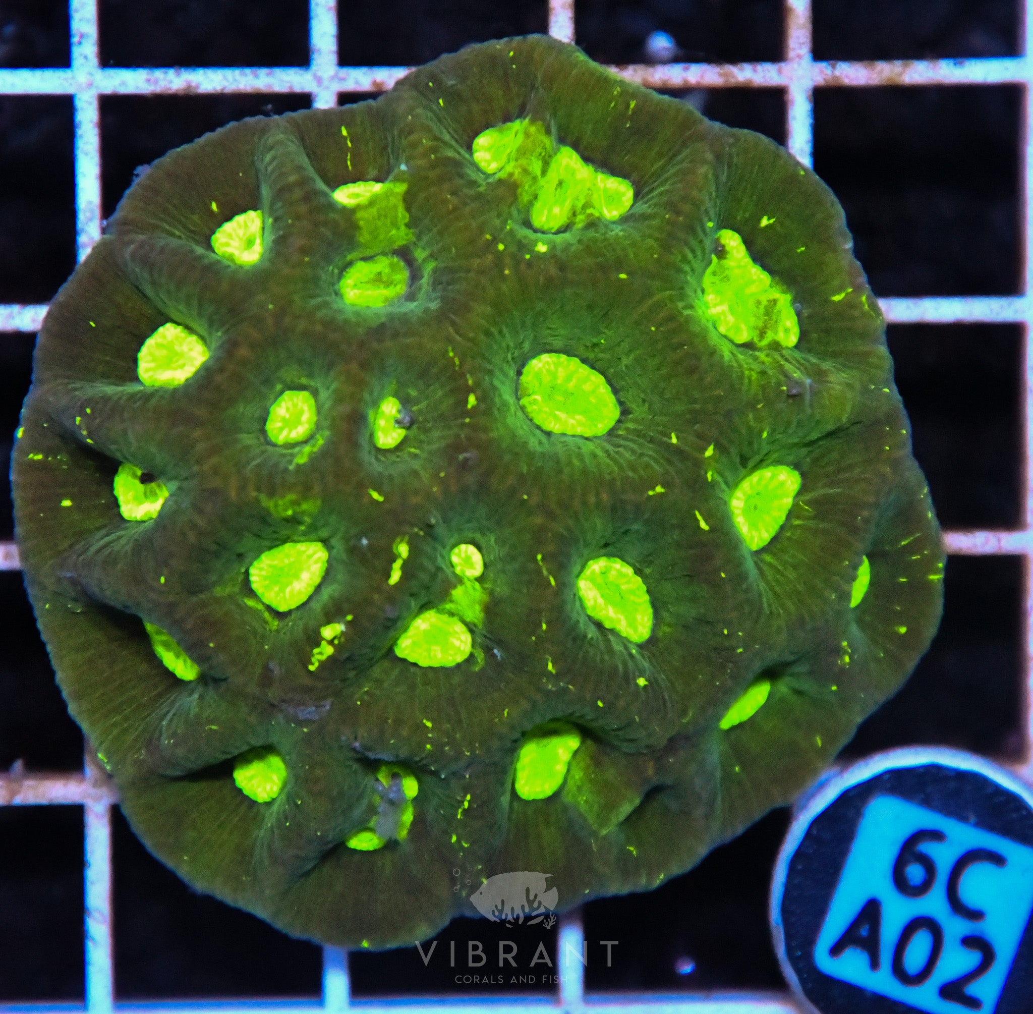 Goniastrea AUS