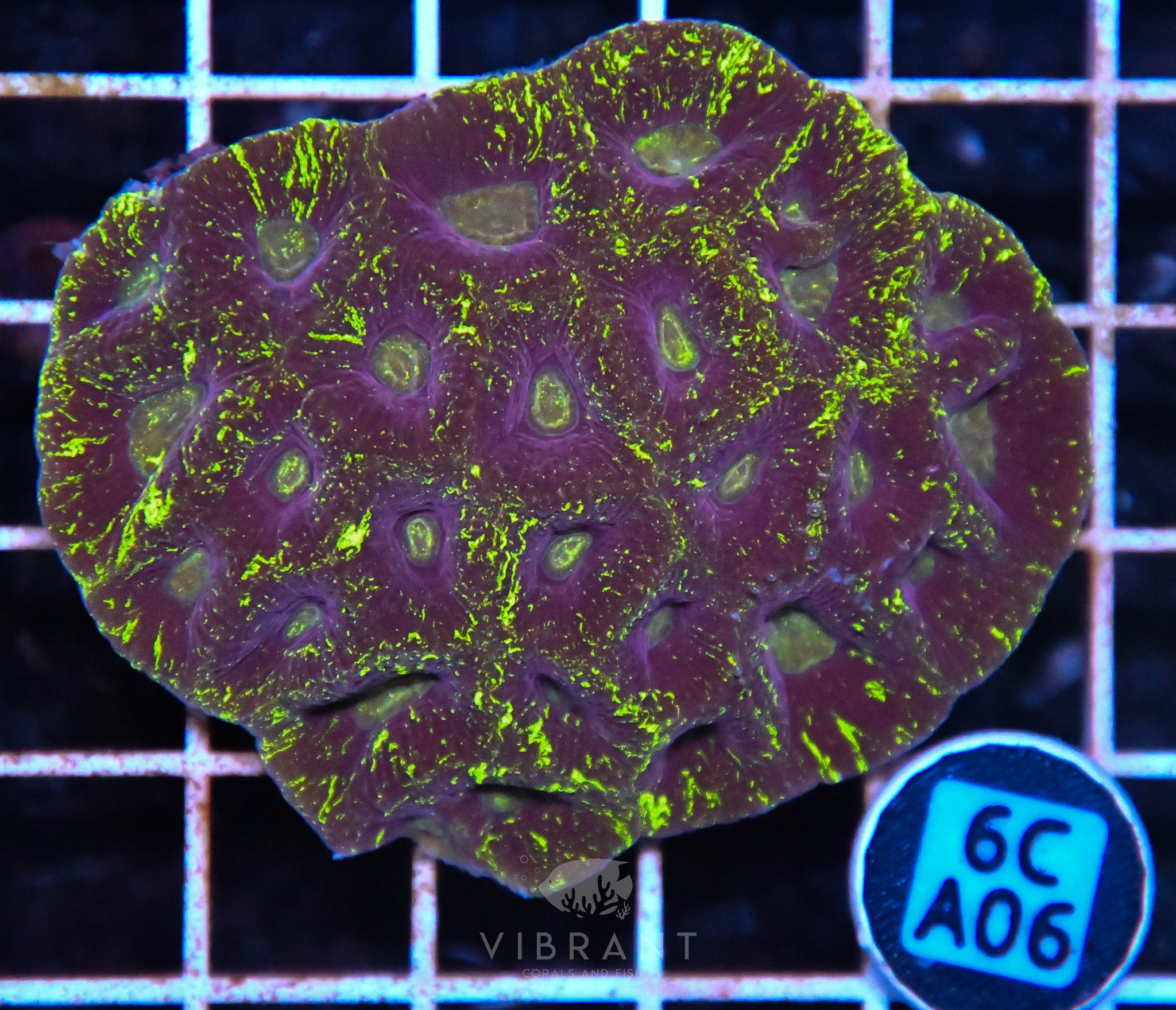 Goniastrea AUS