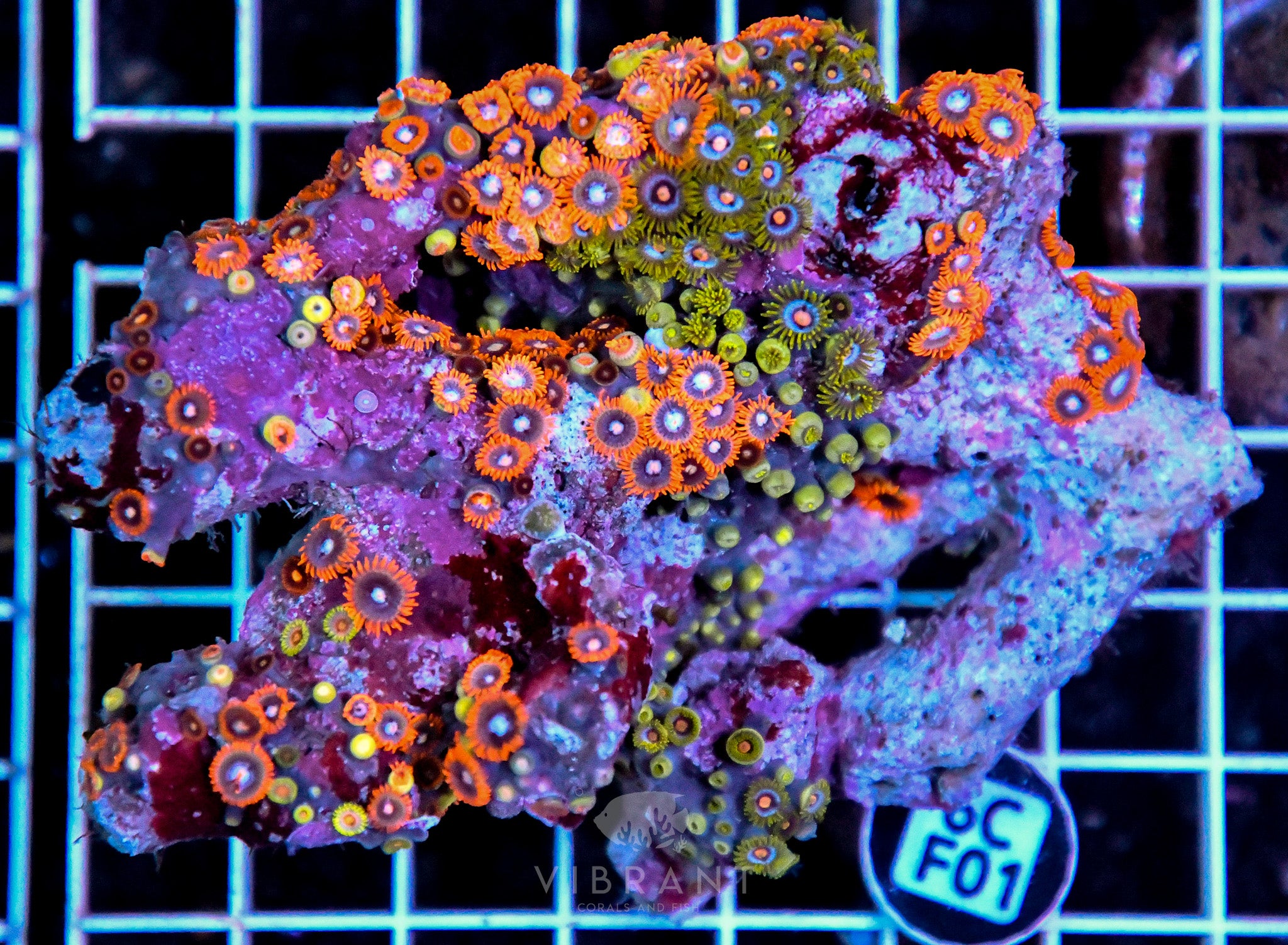 Zoa SOL