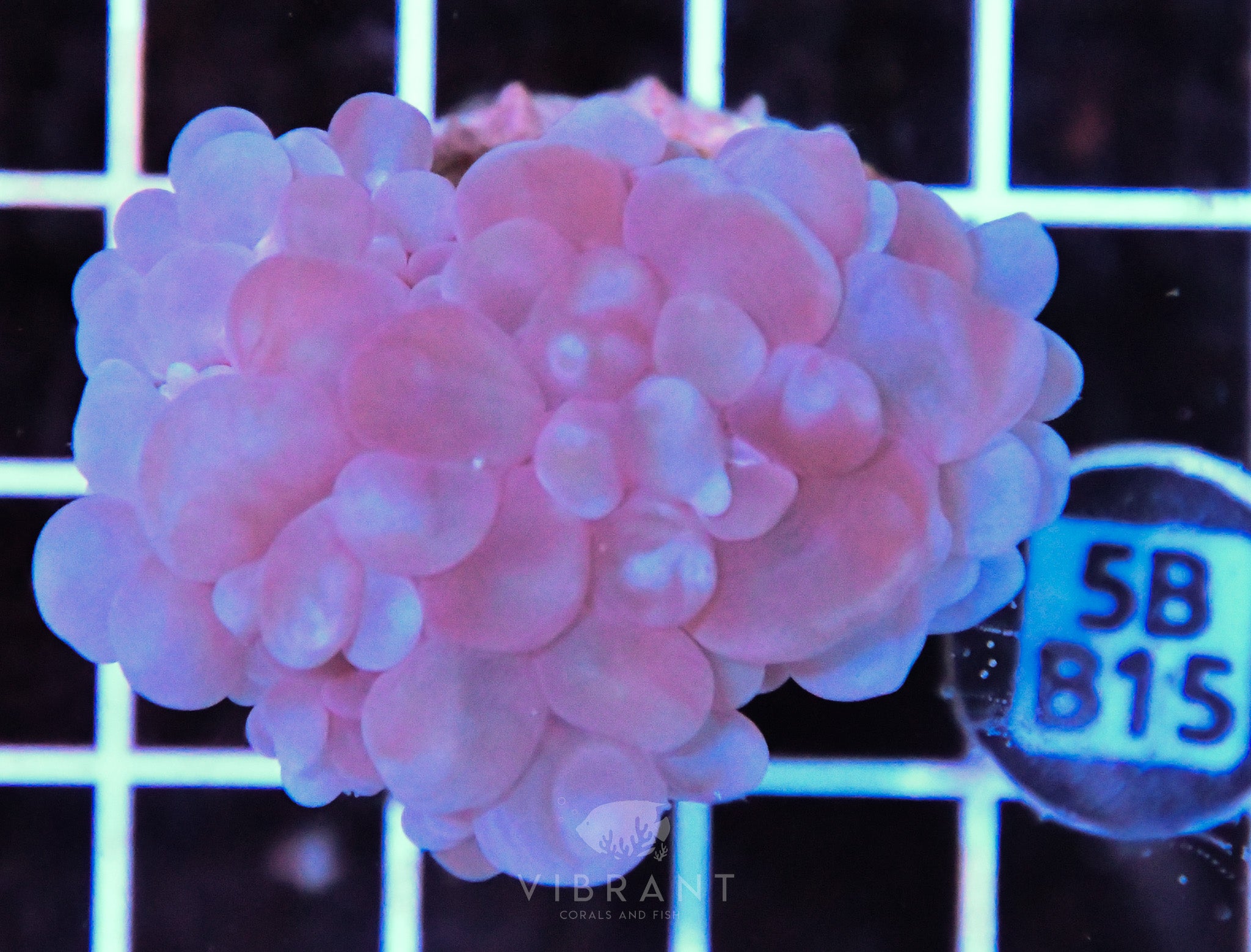 Bubble Coral AUS