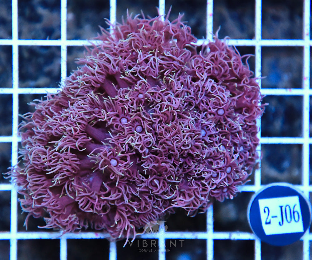 Goniopora AUS