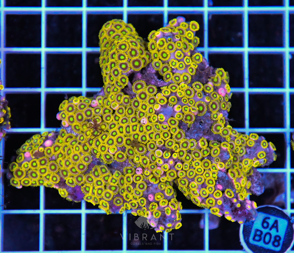 Zoa Ultra SOL