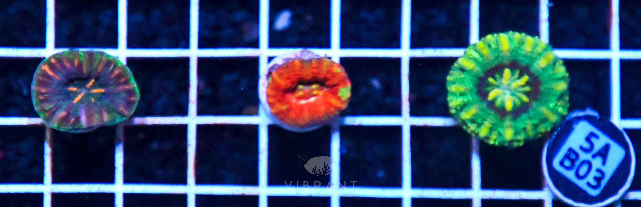 Scoly Nano 3 Pack