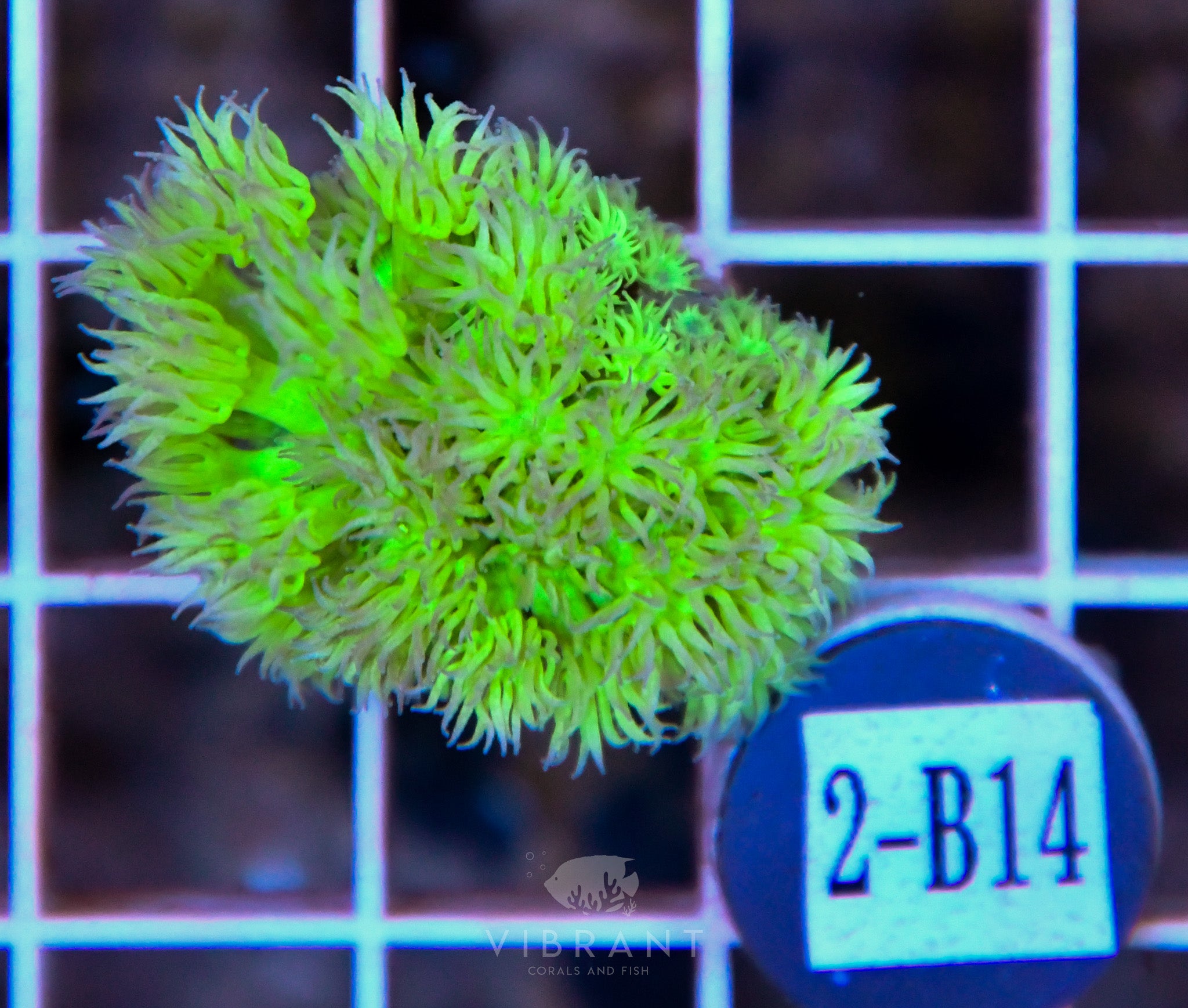 Goniopora Ultra WAUS