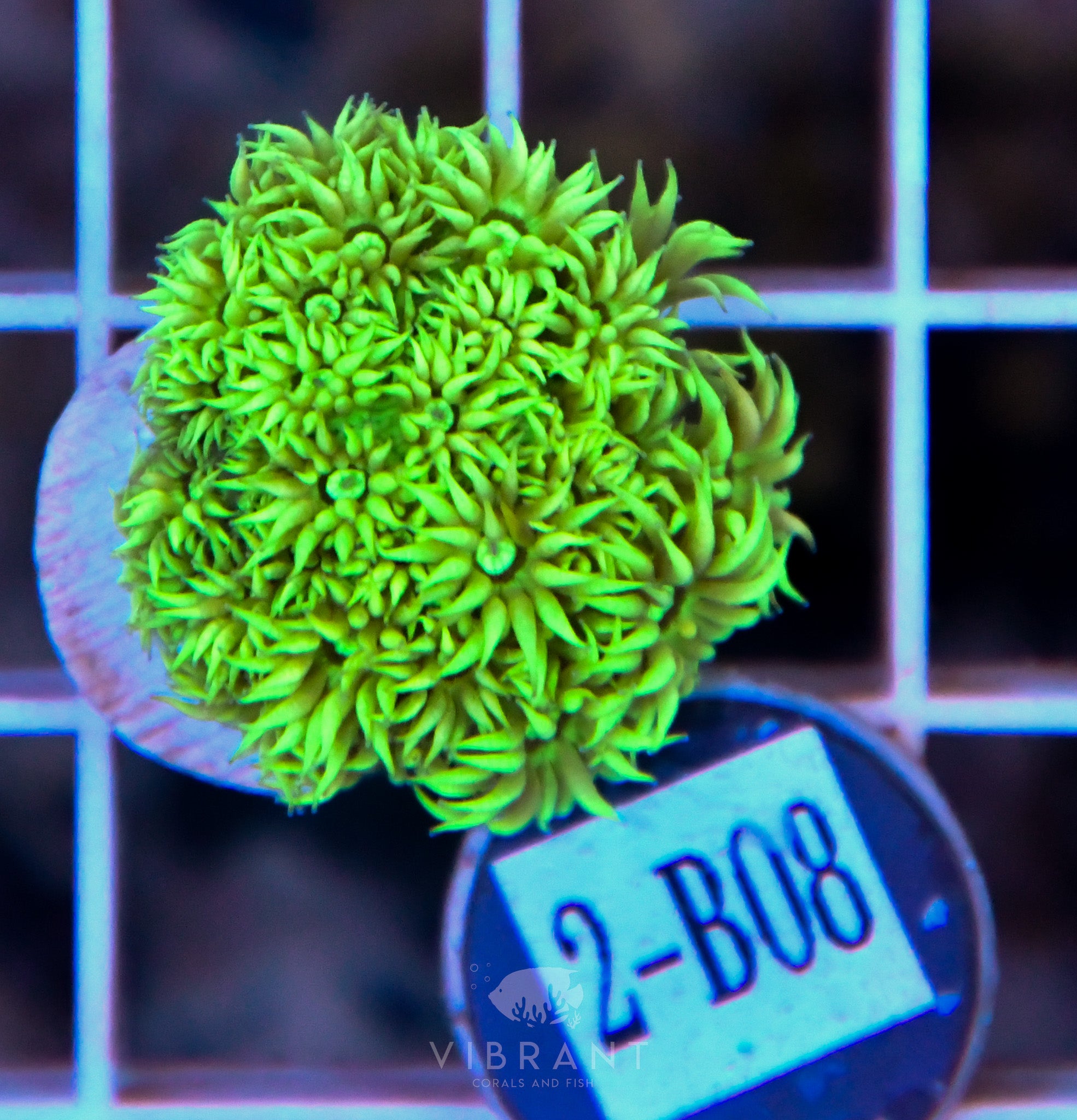 Goniopora Ultra WAUS