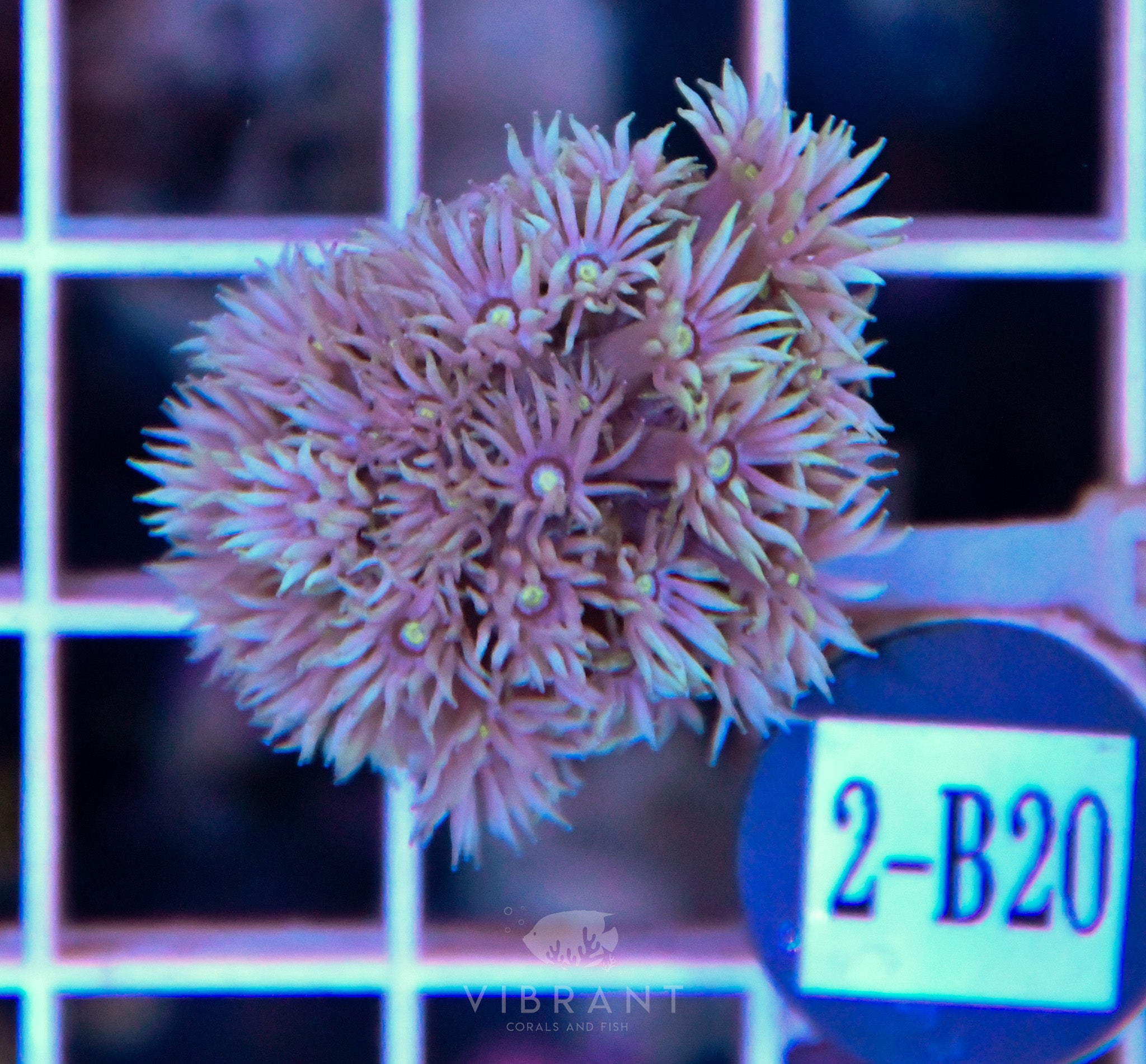 Goniopora Ultra WAUS