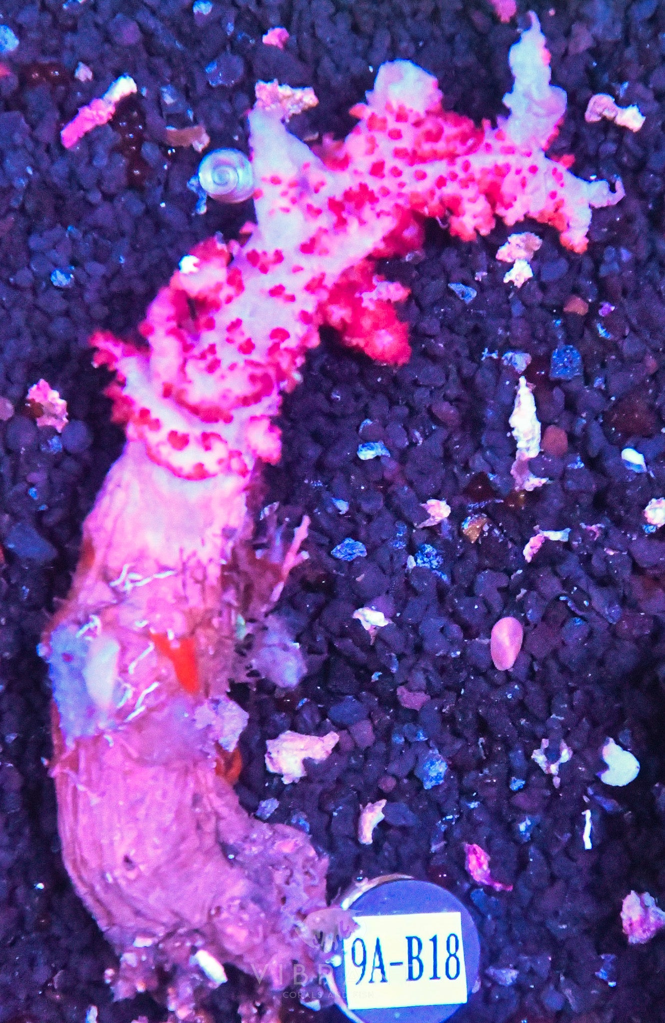 Carnation Coral INDO W