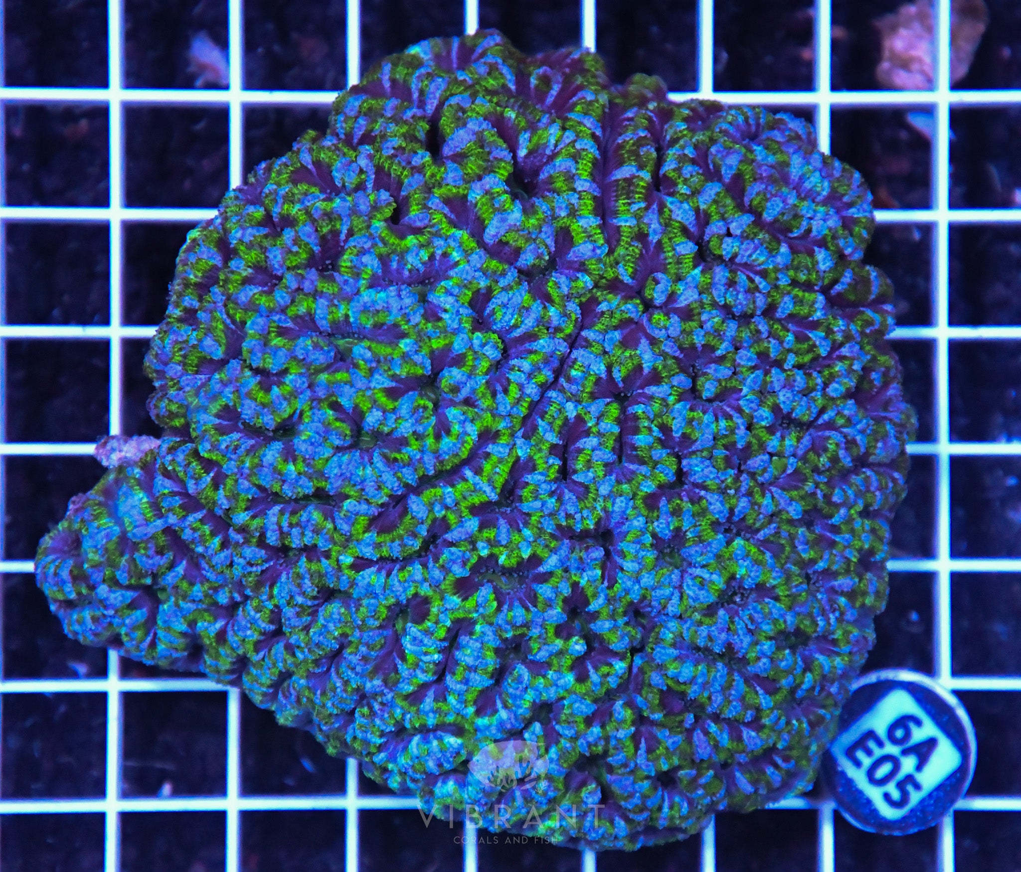 Acan Lord AUS
