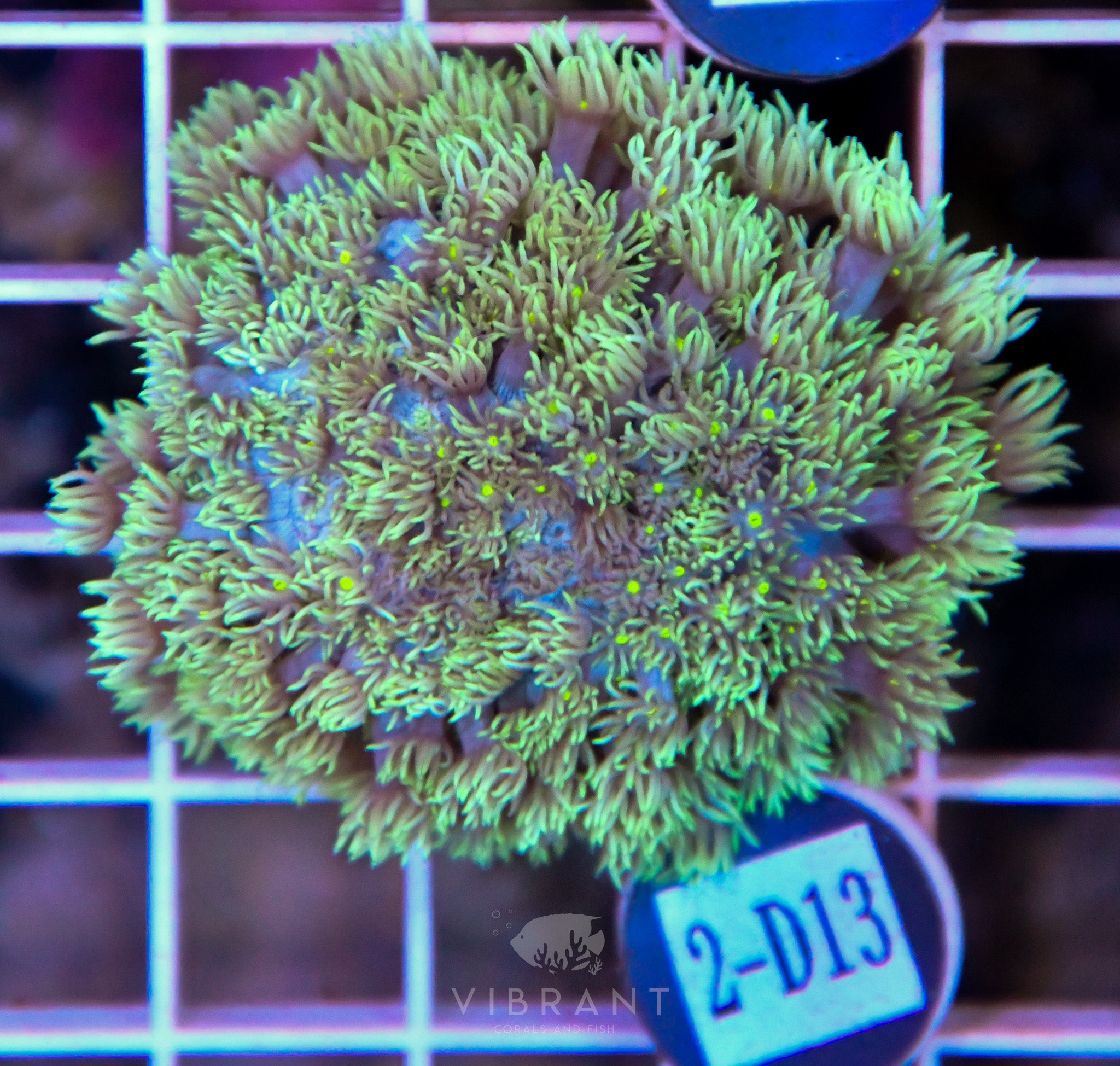 Goniopora Ultra WAUS