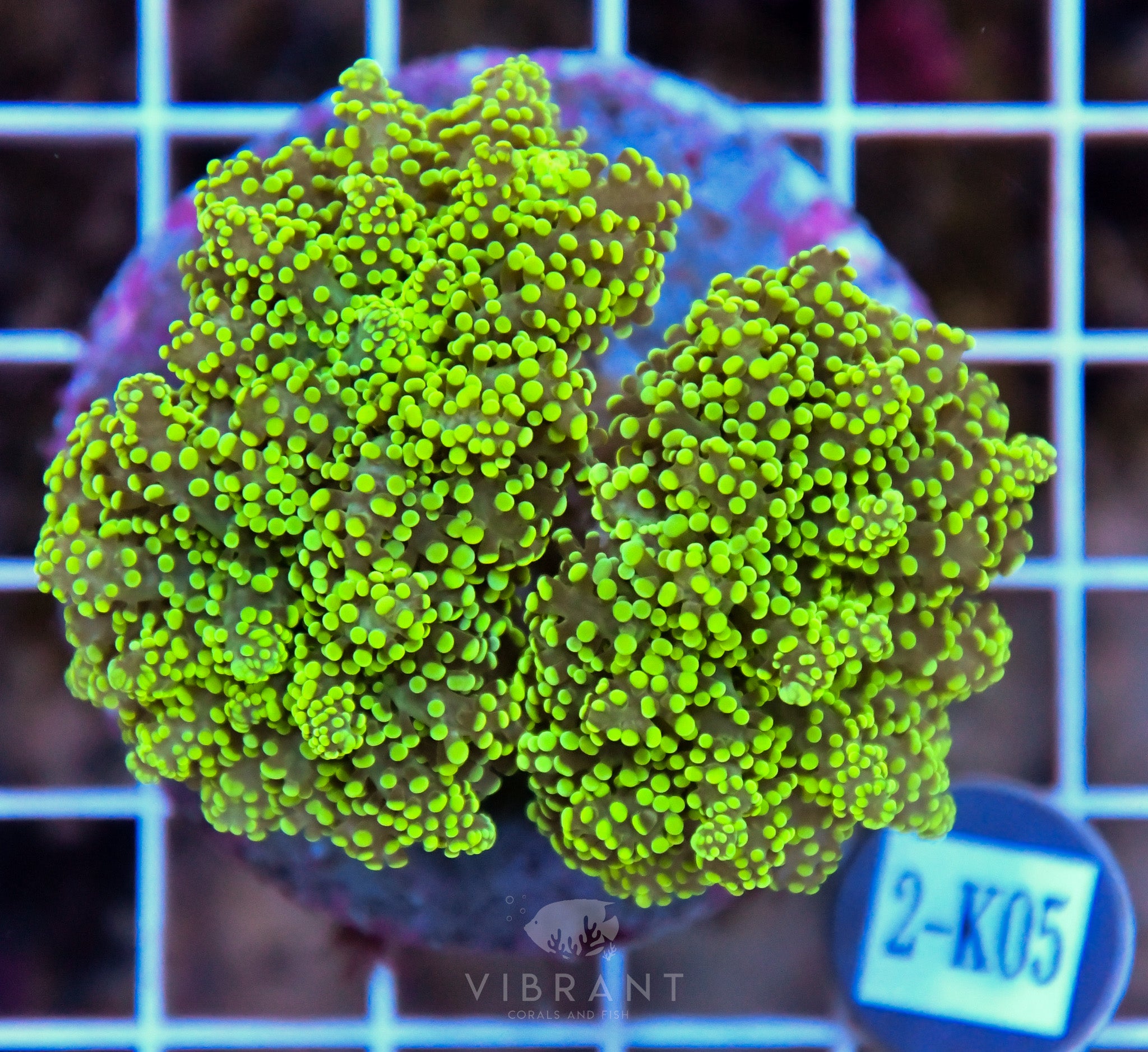 Yaeyamaensis Branching INDO