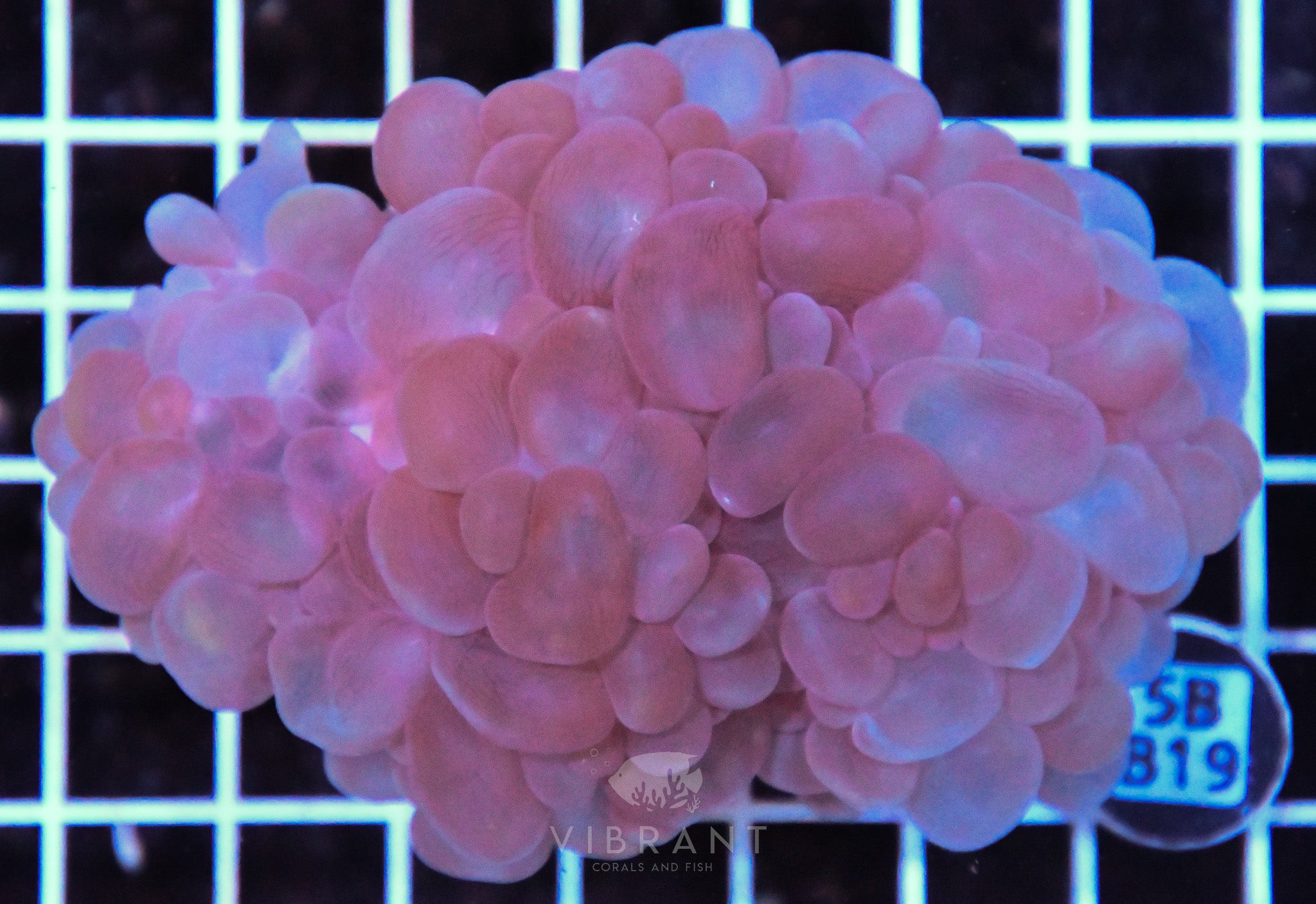 Bubble Coral AUS