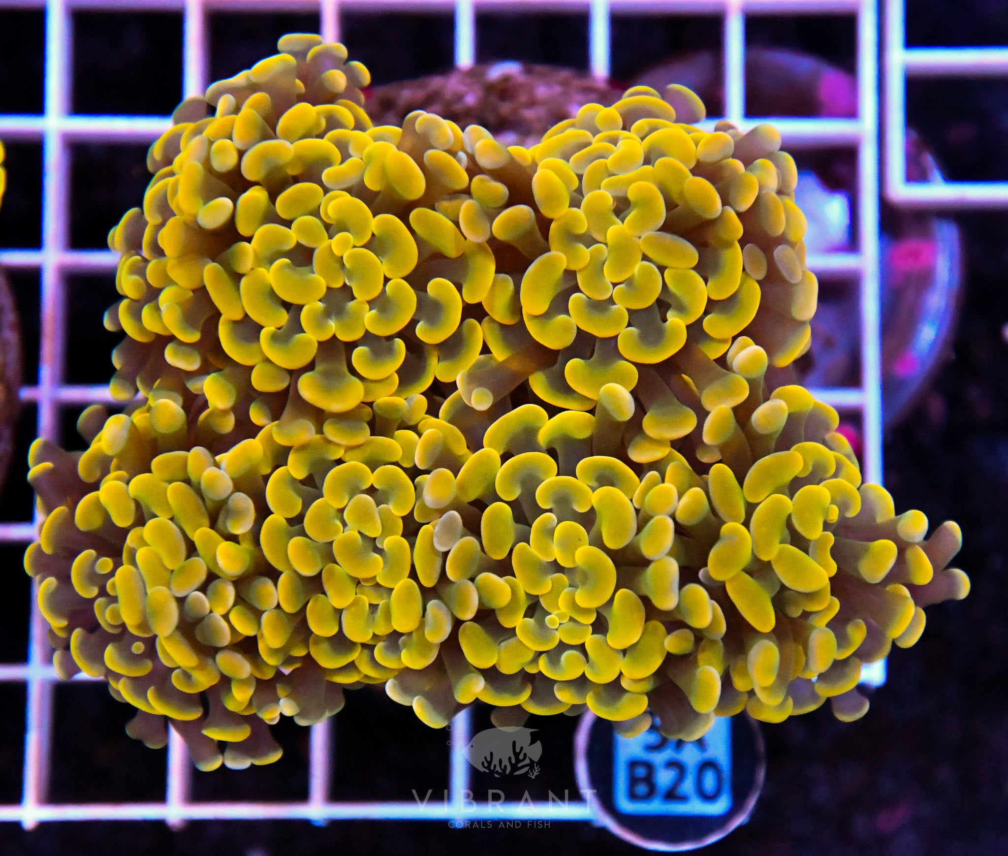 Hammer Branching INDO