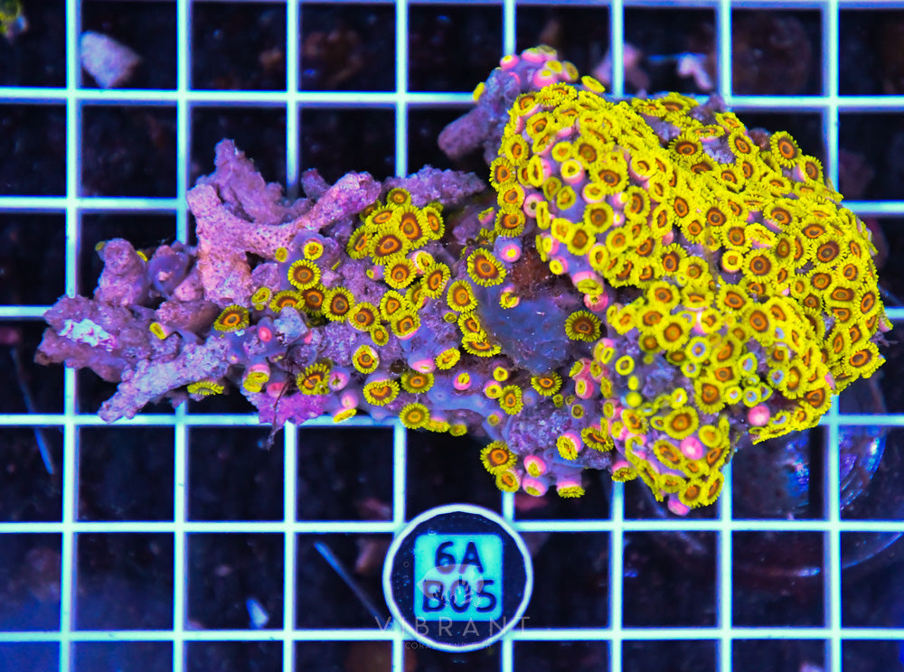 Zoa Ultra SOL