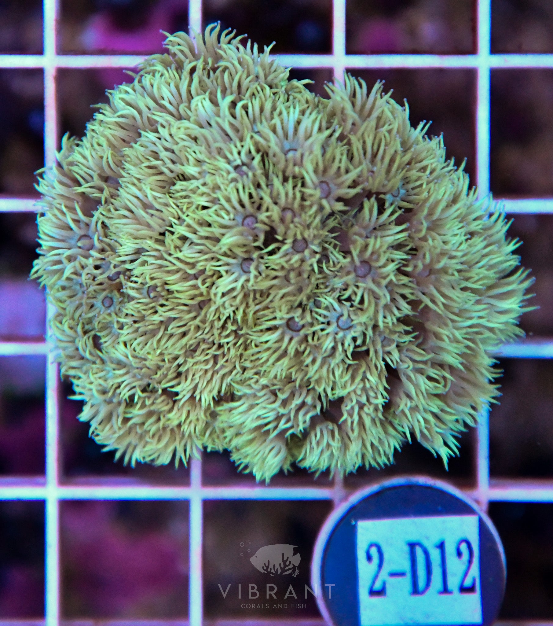 Goniopora Ultra WAUS