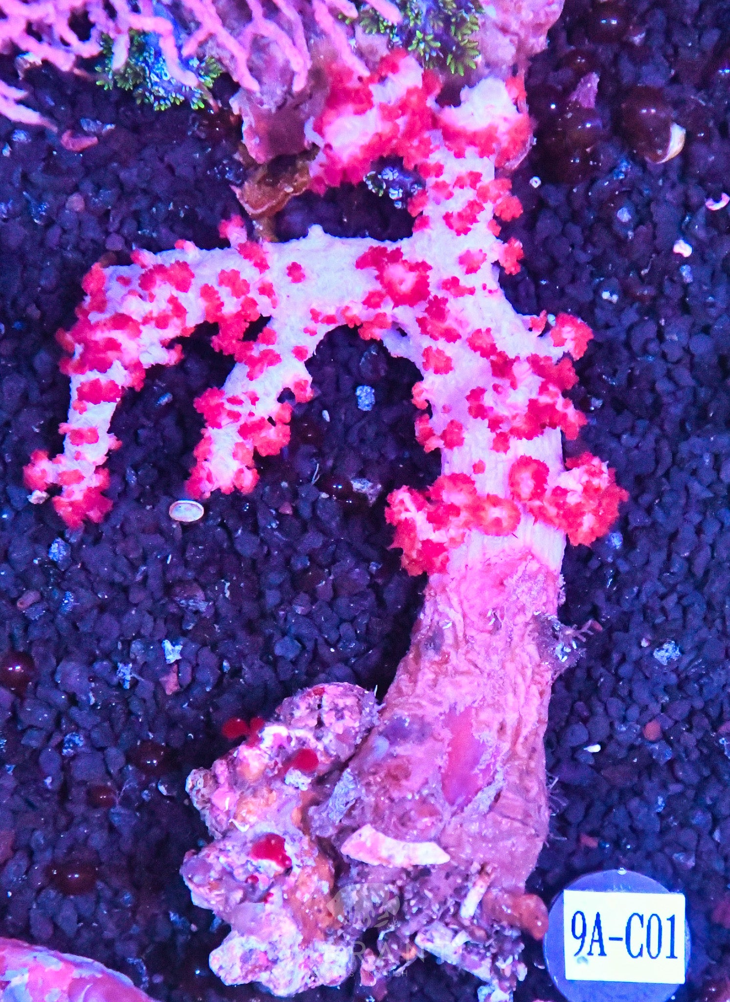 Carnation Coral INDO W