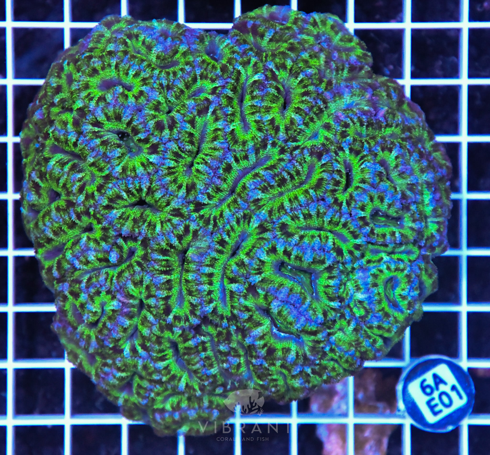Acan Lord AUS