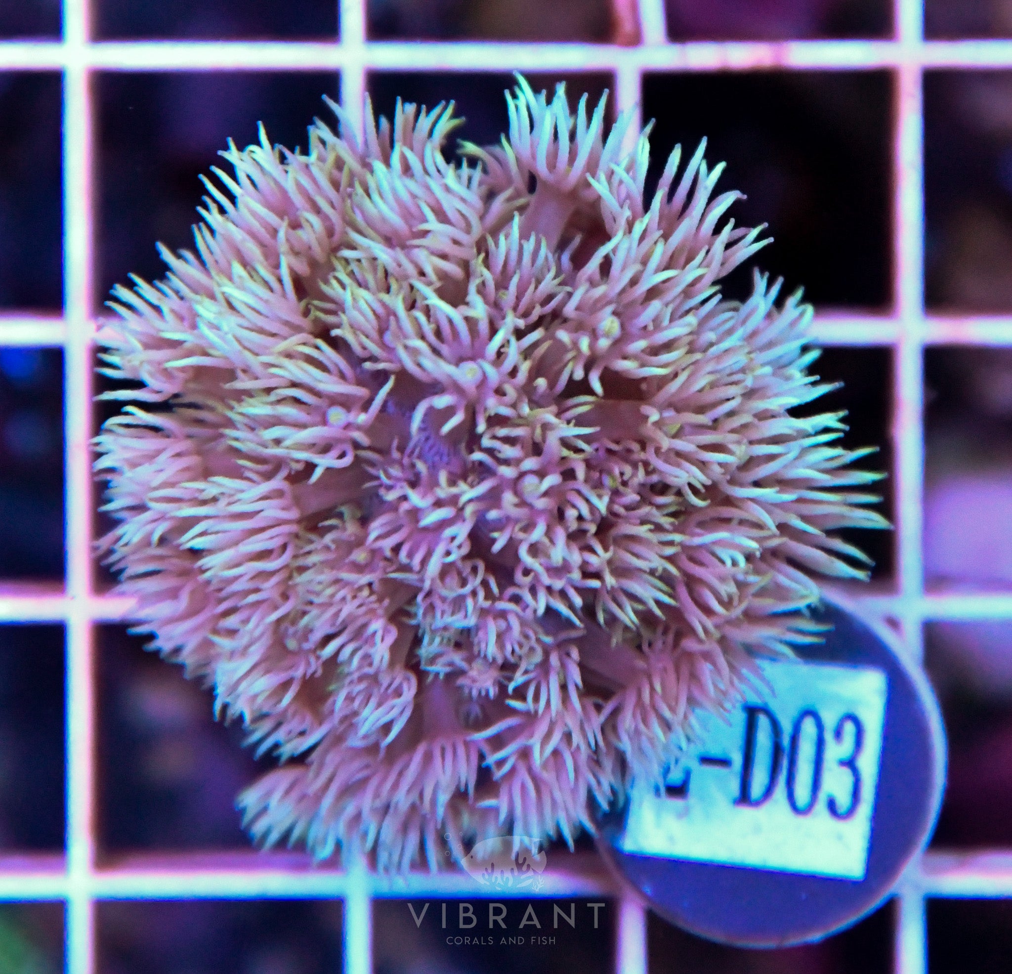 Goniopora Ultra WAUS