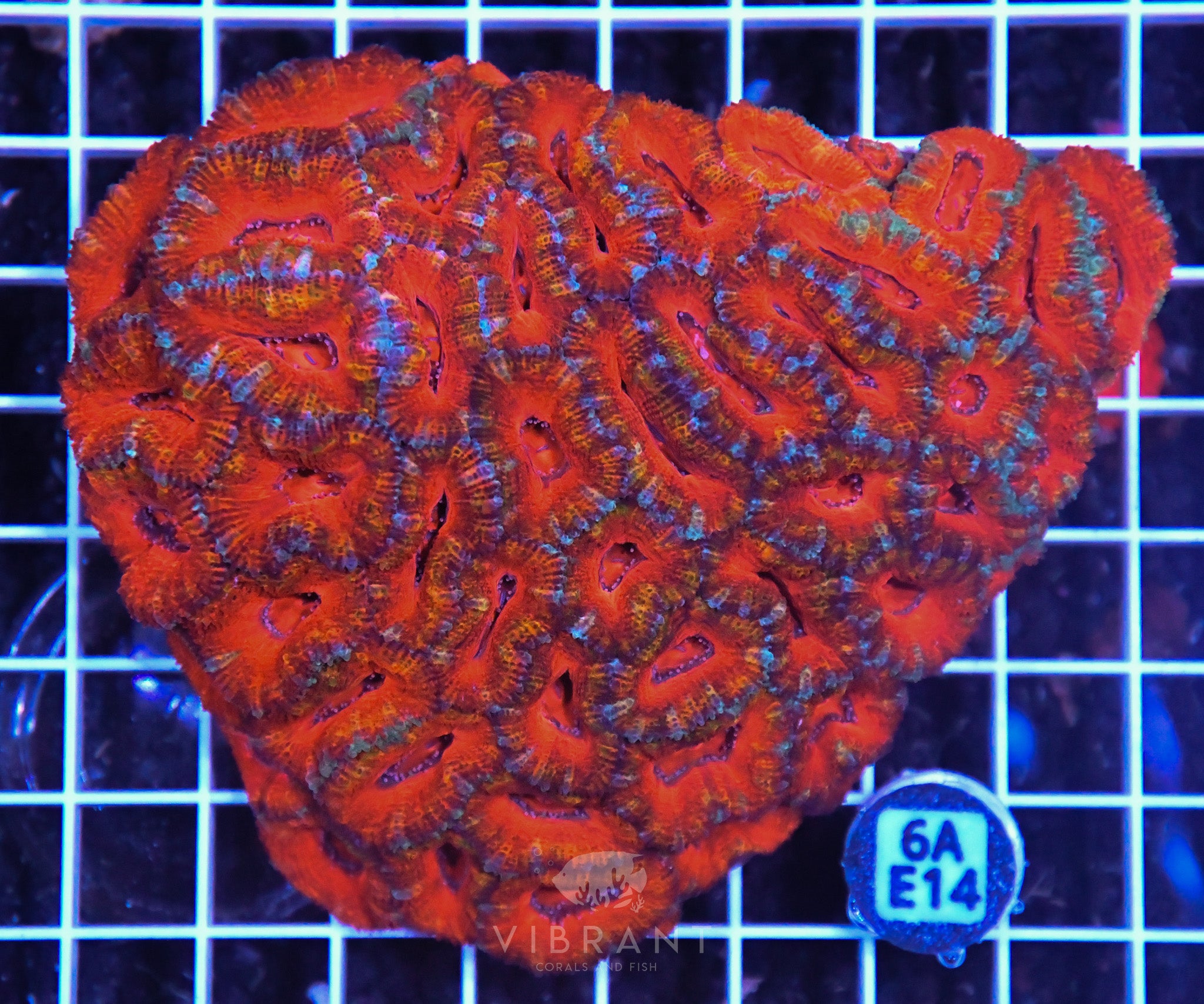 Acan Lord AUS
