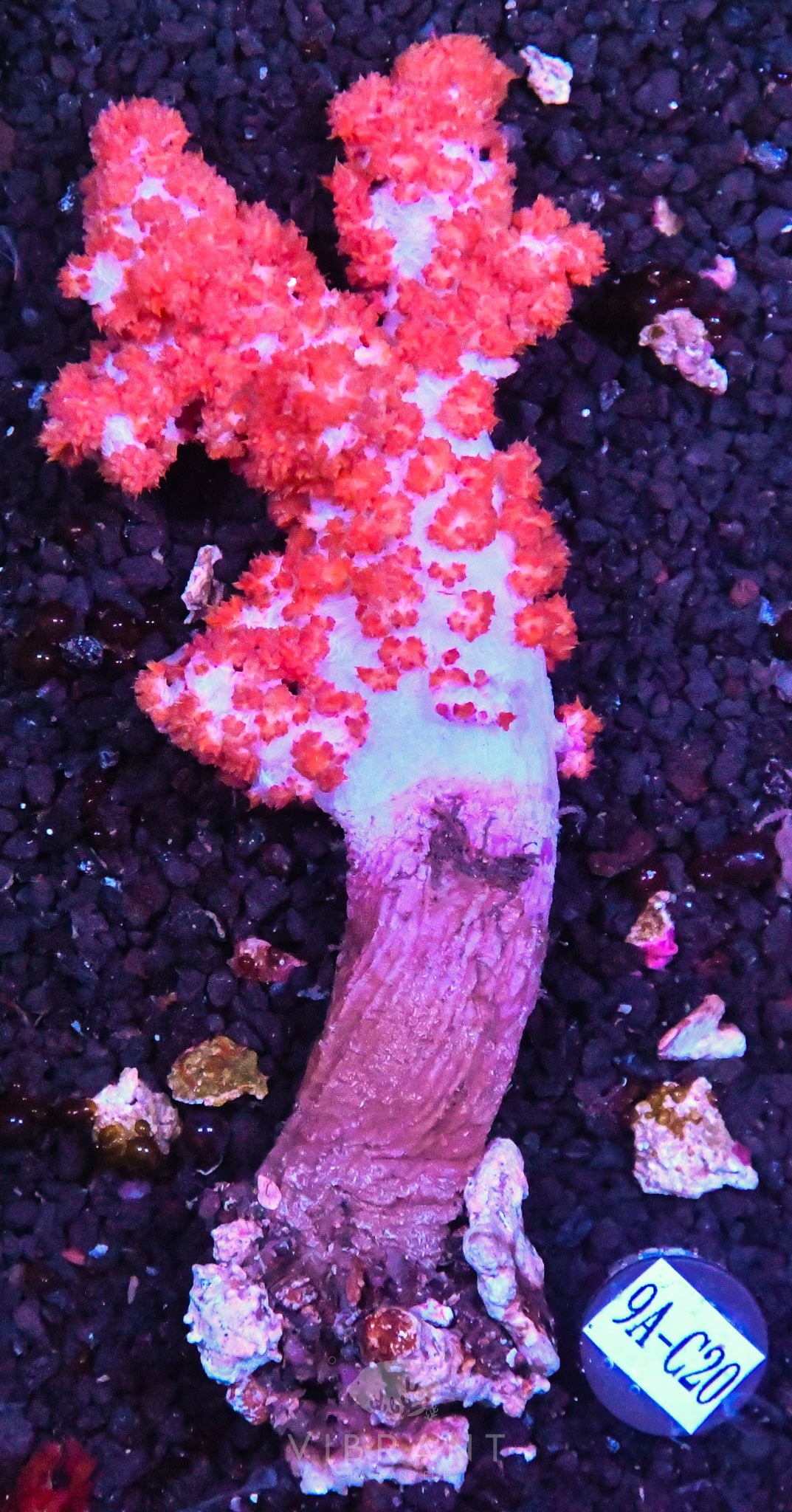Carnation Coral INDO W