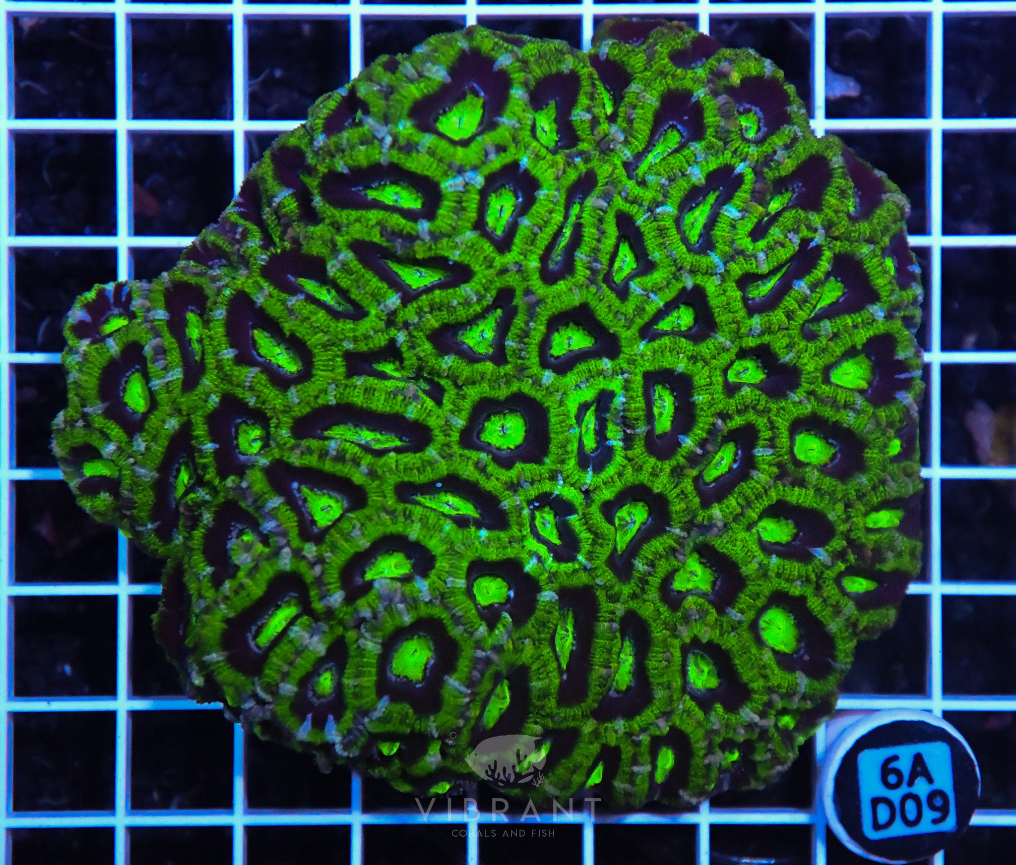 Acan Lord AUS