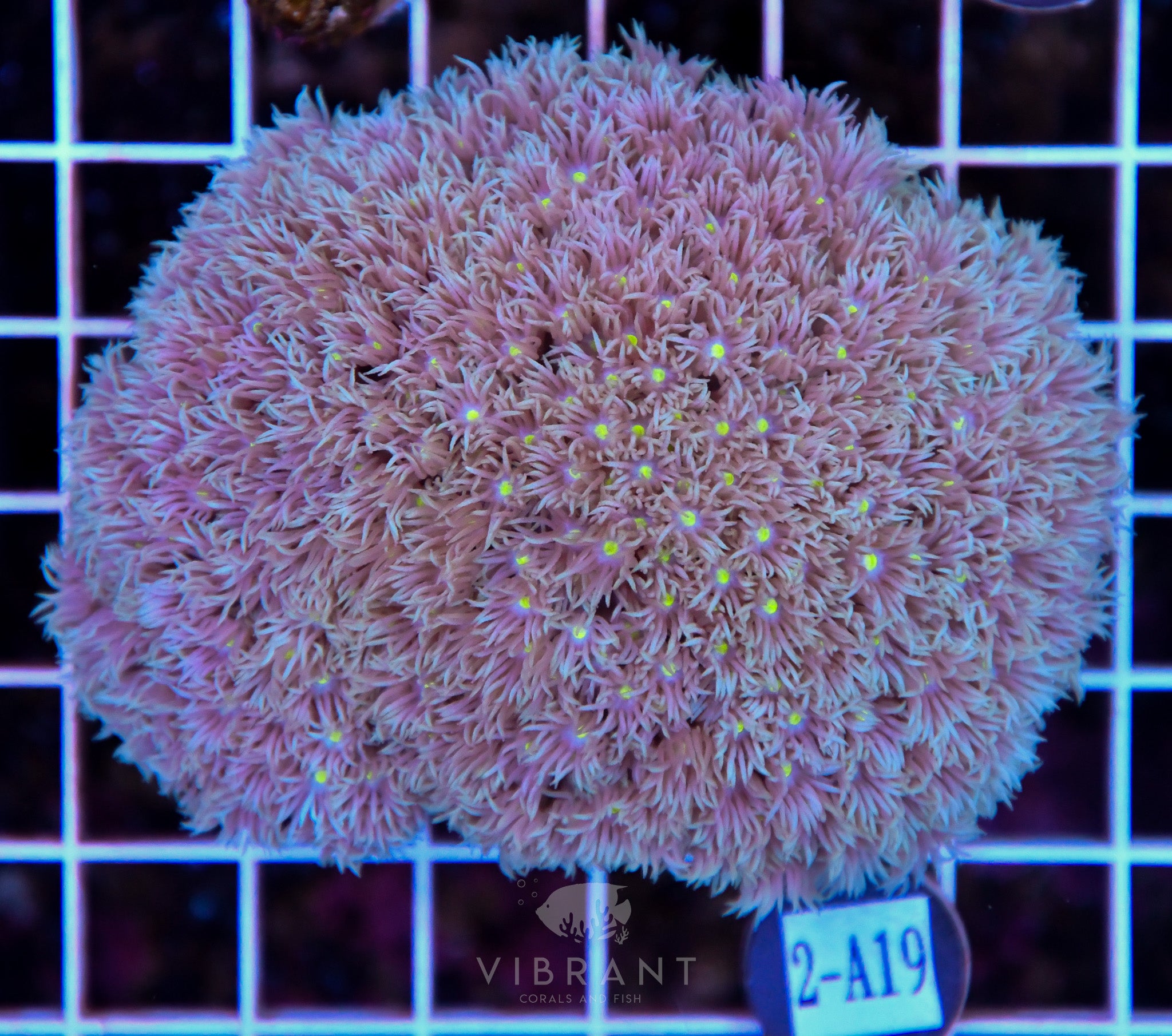 Goniopora Ultra WAUS