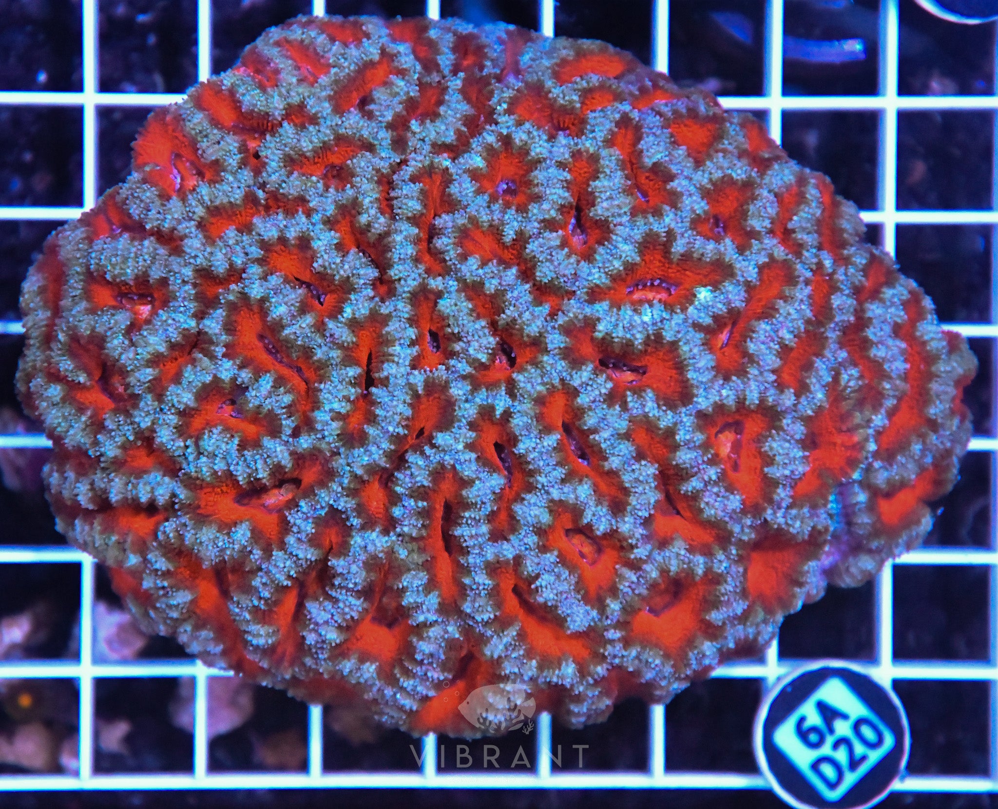 Acan Lord AUS