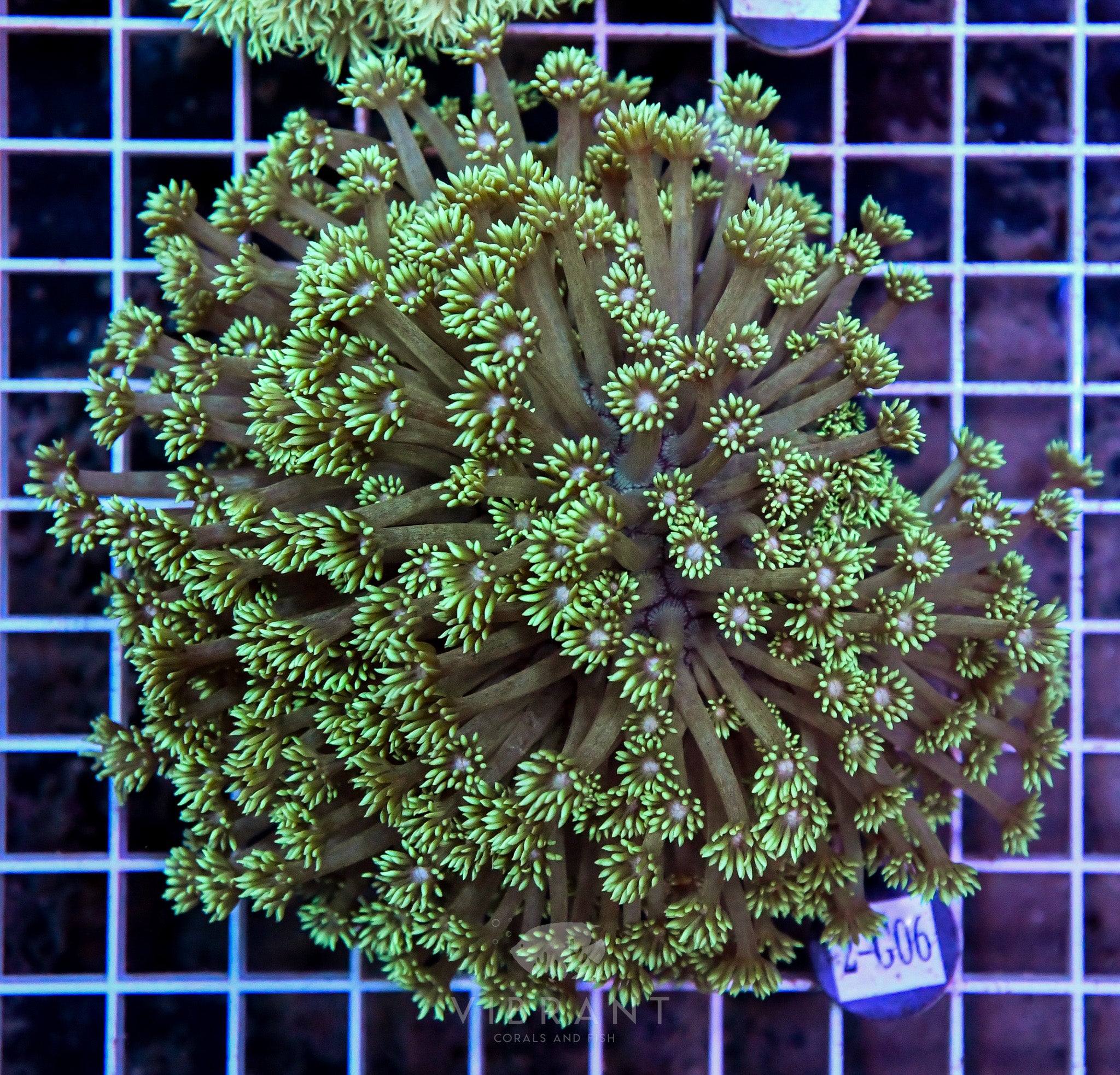 Goniopora Ultra WAUS