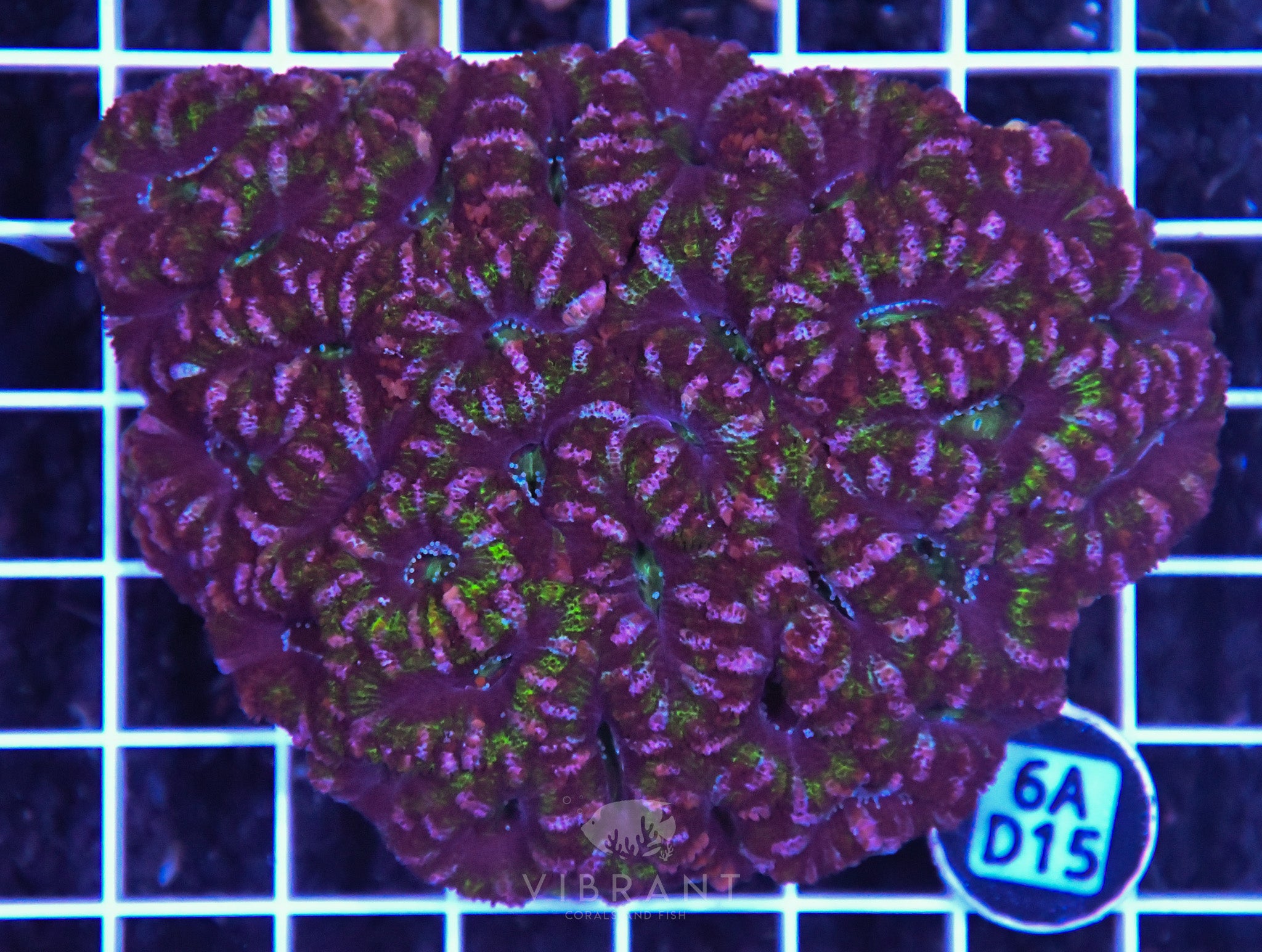 Acan Lord AUS