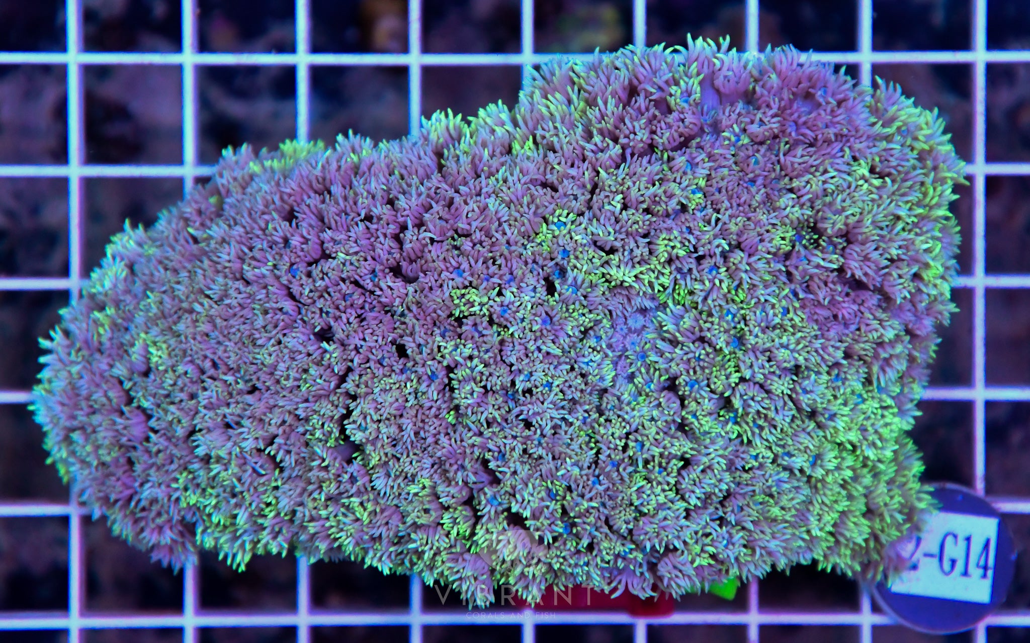 Goniopora Ultra WAUS