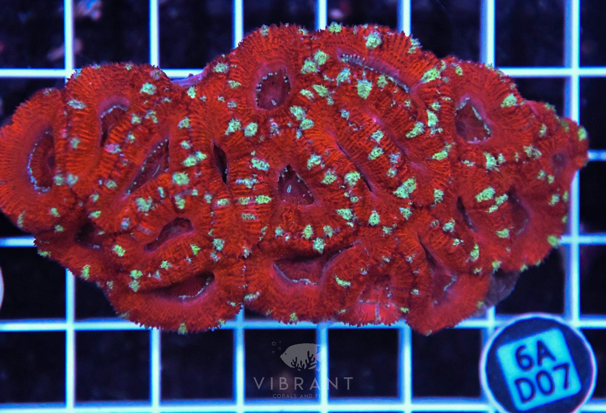 Acan Lord AUS