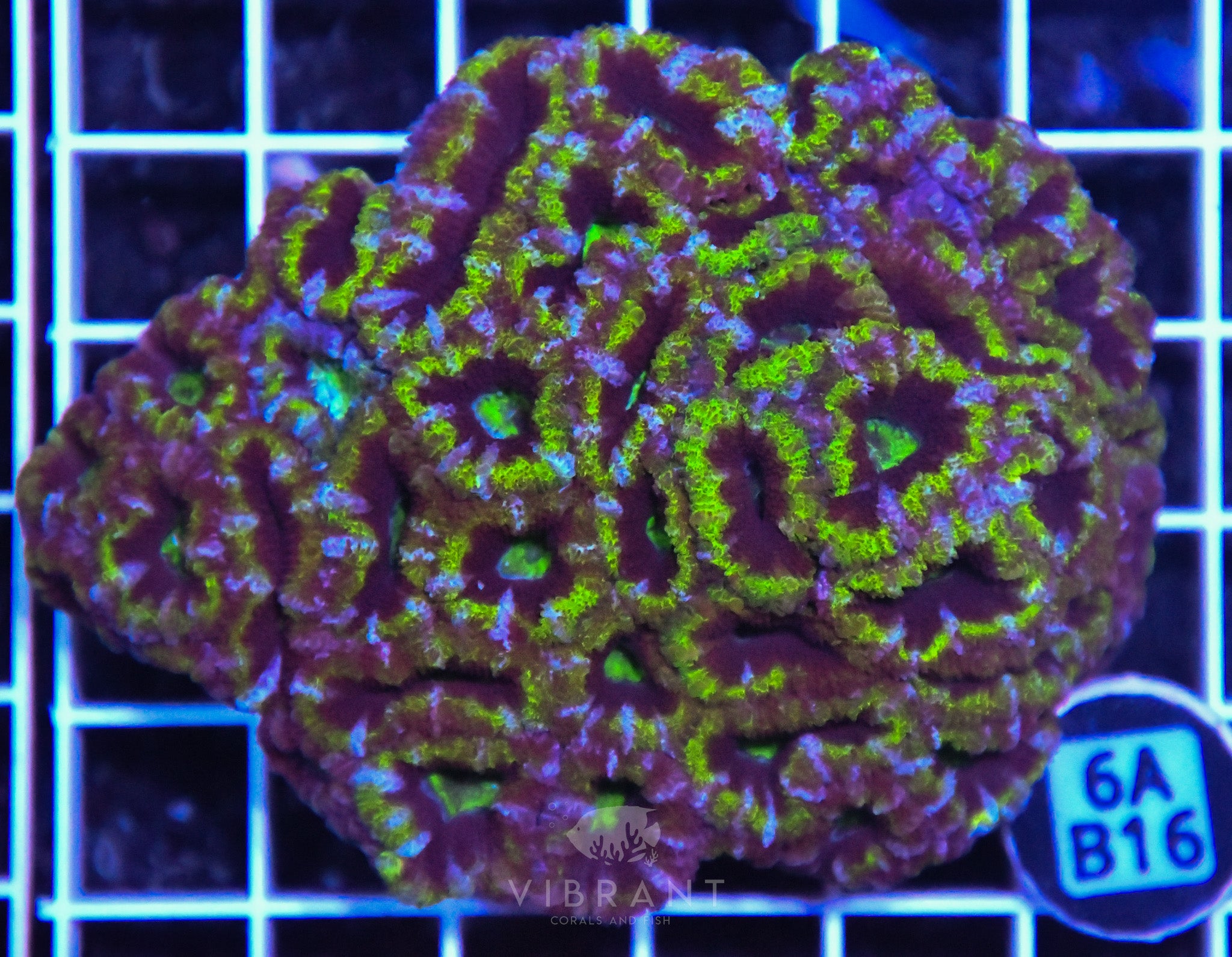 Acan Lord AUS