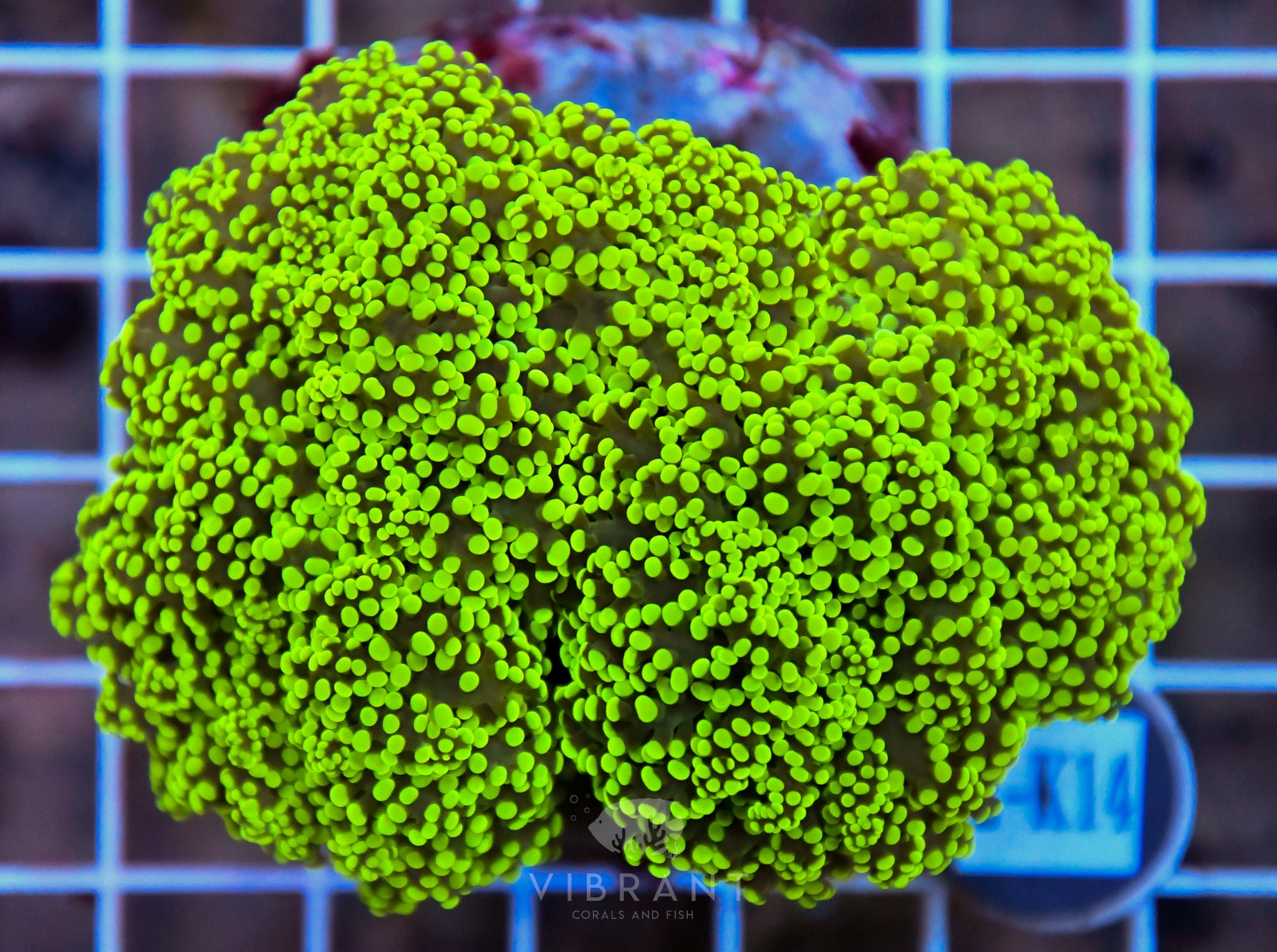 Yaeyamaensis Branching INDO