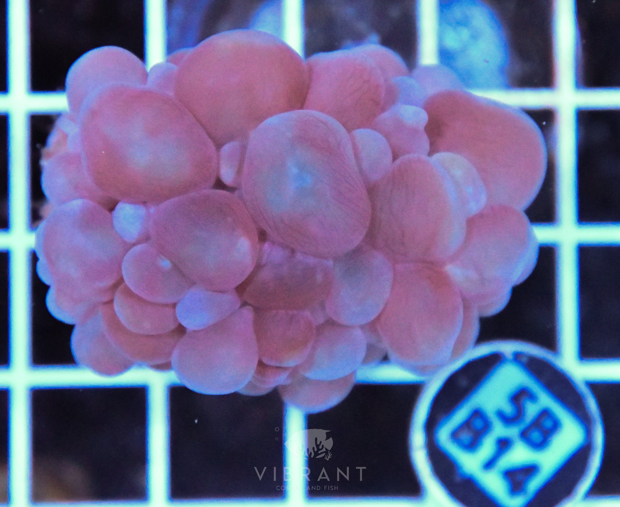 Bubble Coral AUS