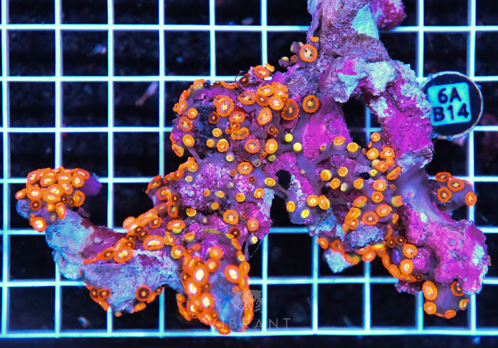 Zoa Ultra SOL