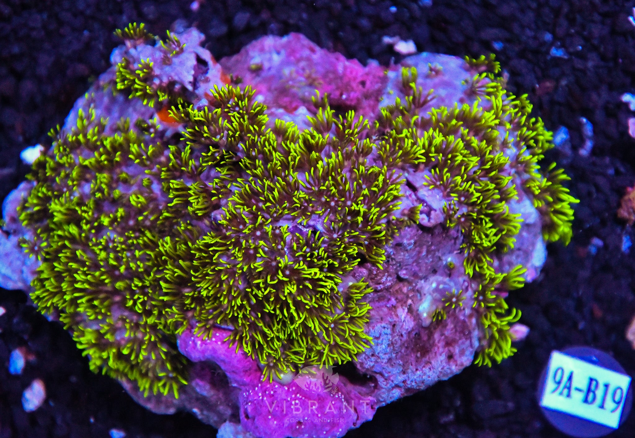 Star Polyp INDO W