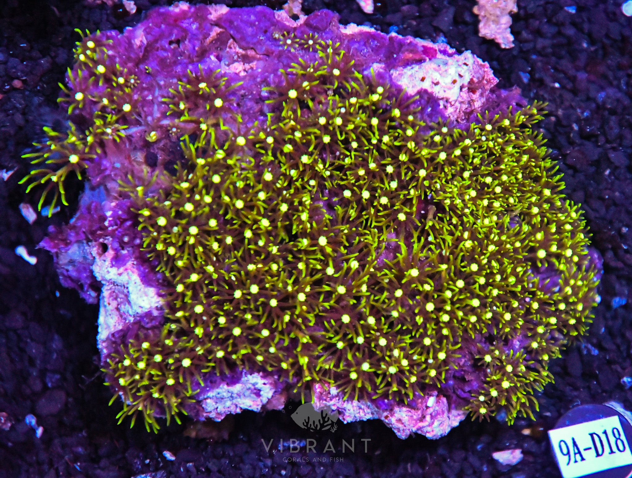 Star Polyp INDO W