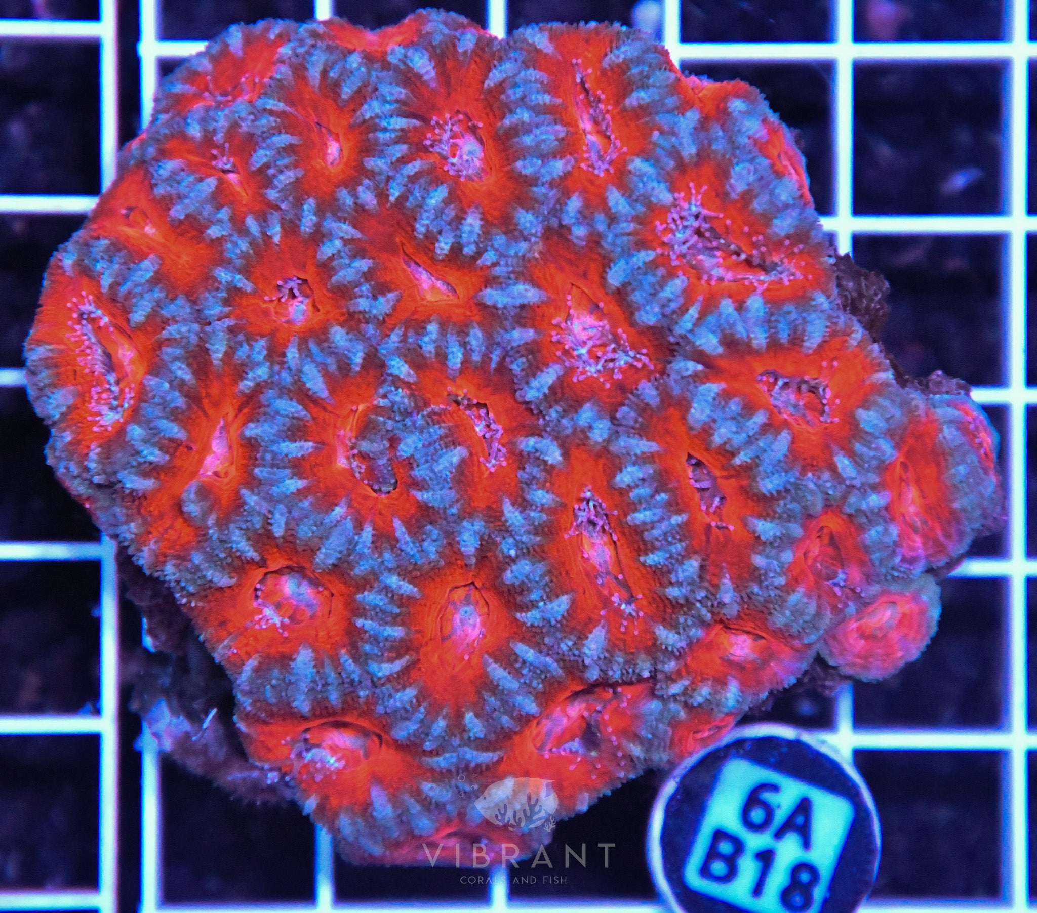 Acan Lord AUS