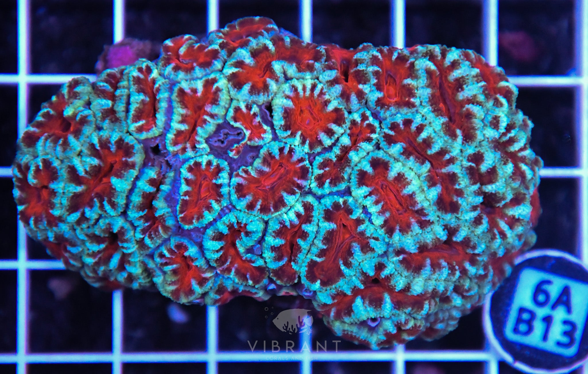Acan Lord AUS